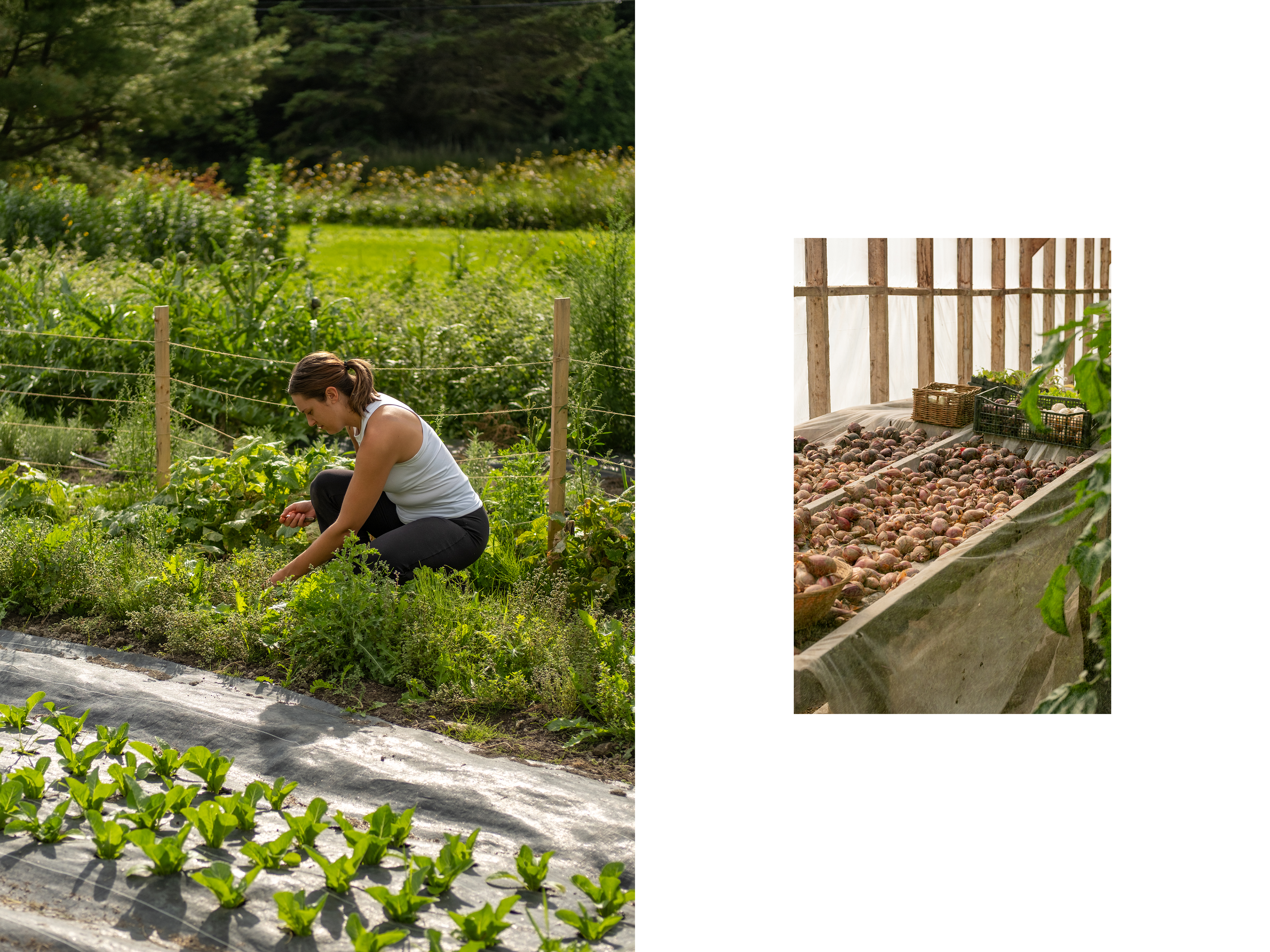 Cheffe qui cueille des herbes dans le champ