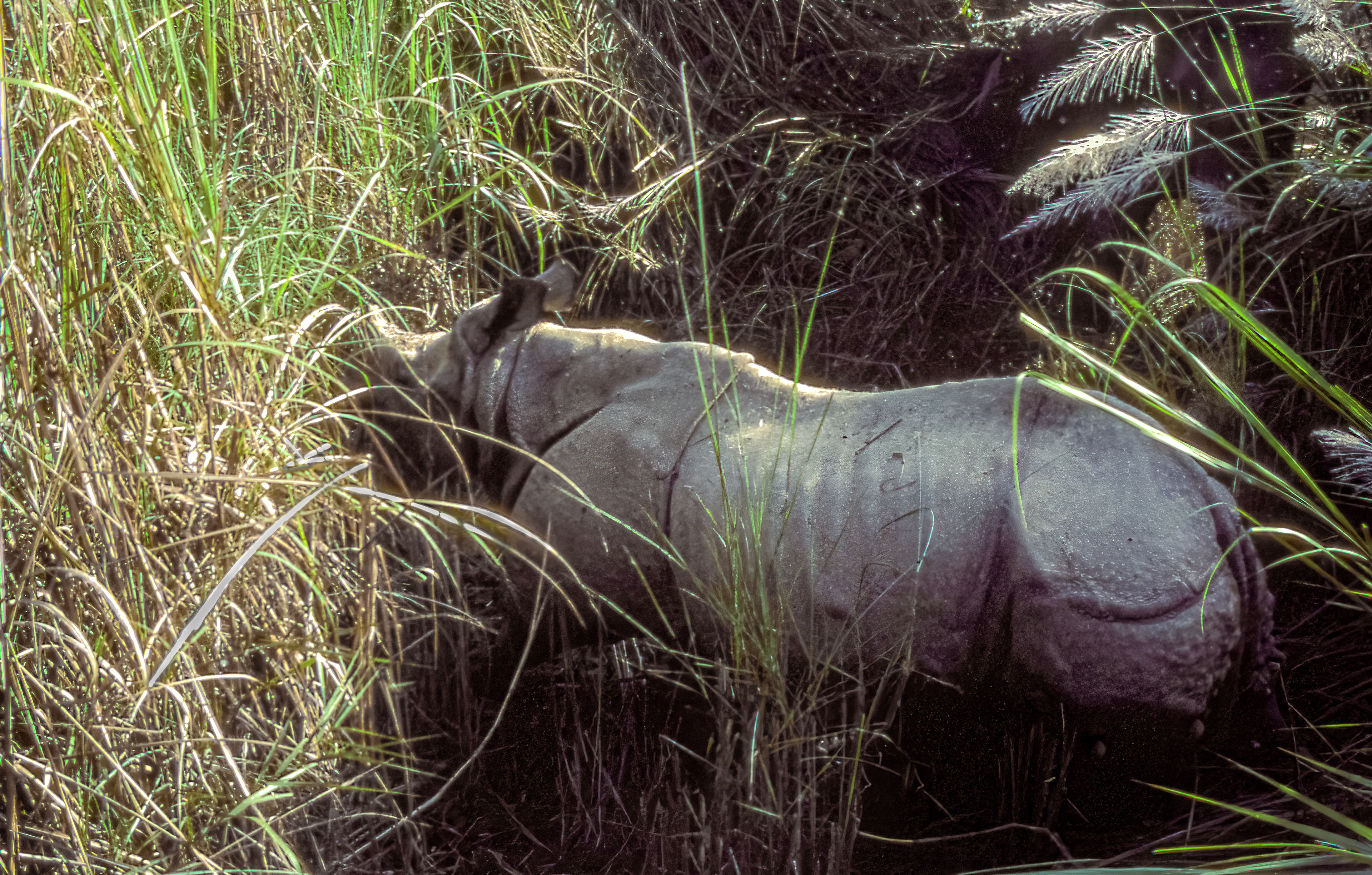Indian one horned rhinocerous
