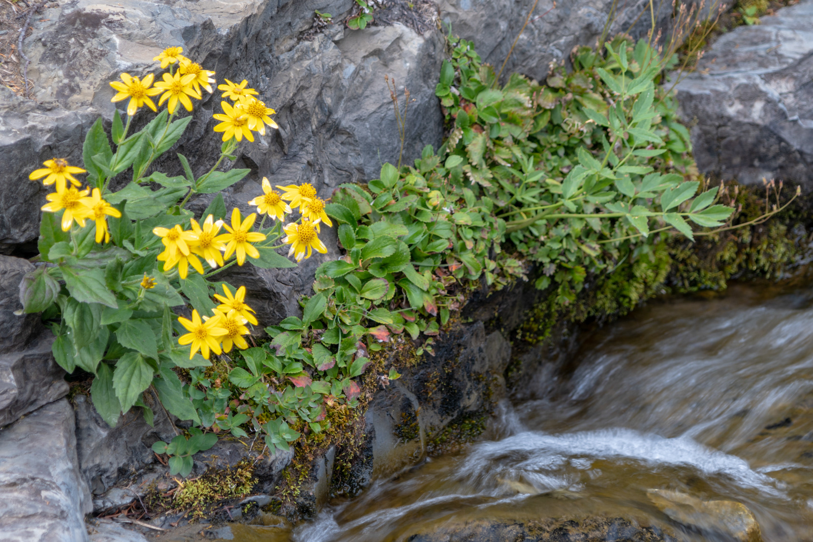 Arnica