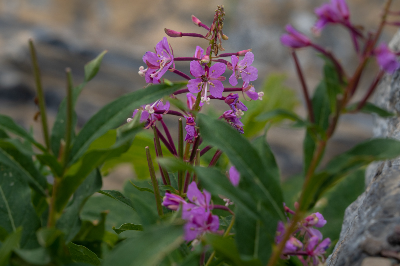 Fireweed