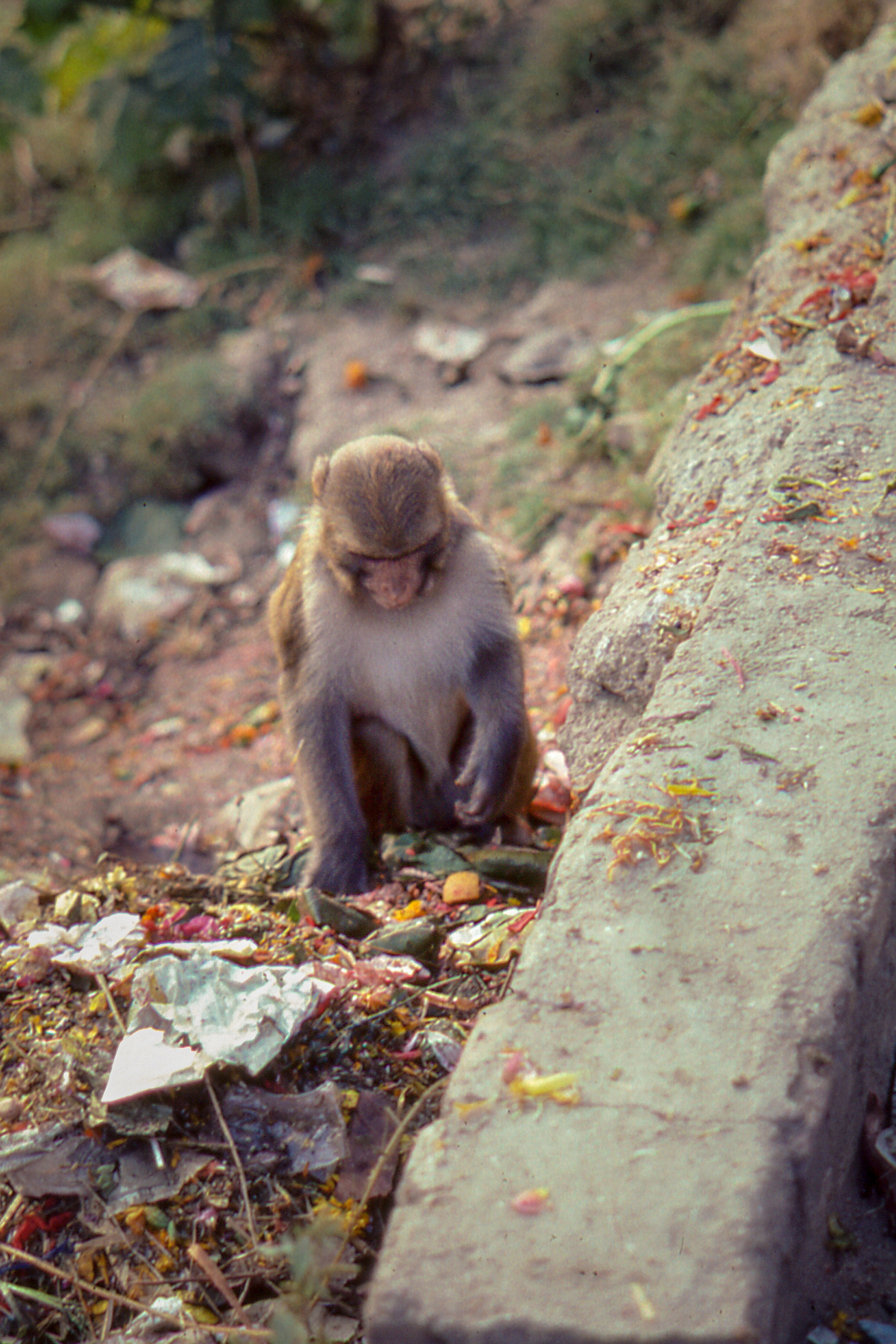 monkeys have lived here for hundreds of years