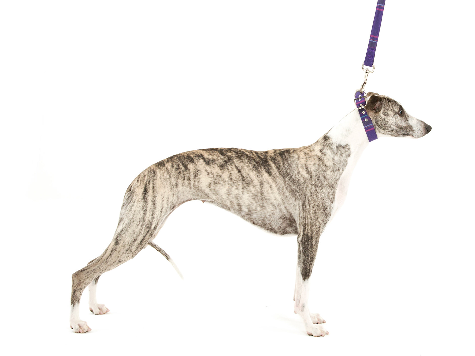 Crufts Winner 2018, Tease