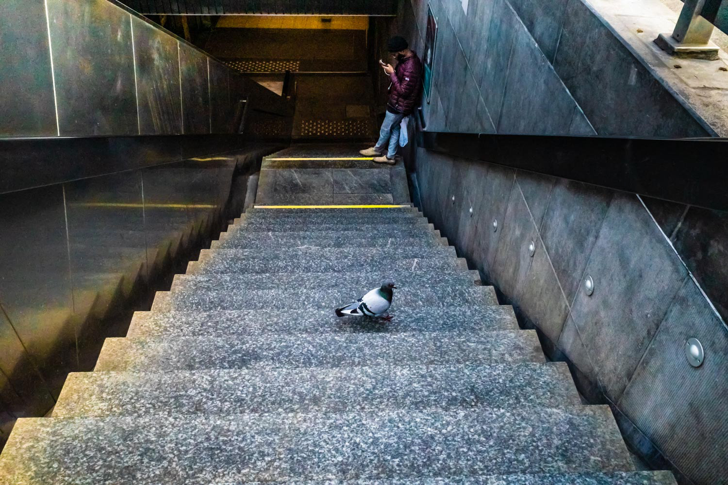 Man and pigeon at the underground entrance/Homem e pombo à entrada do metro