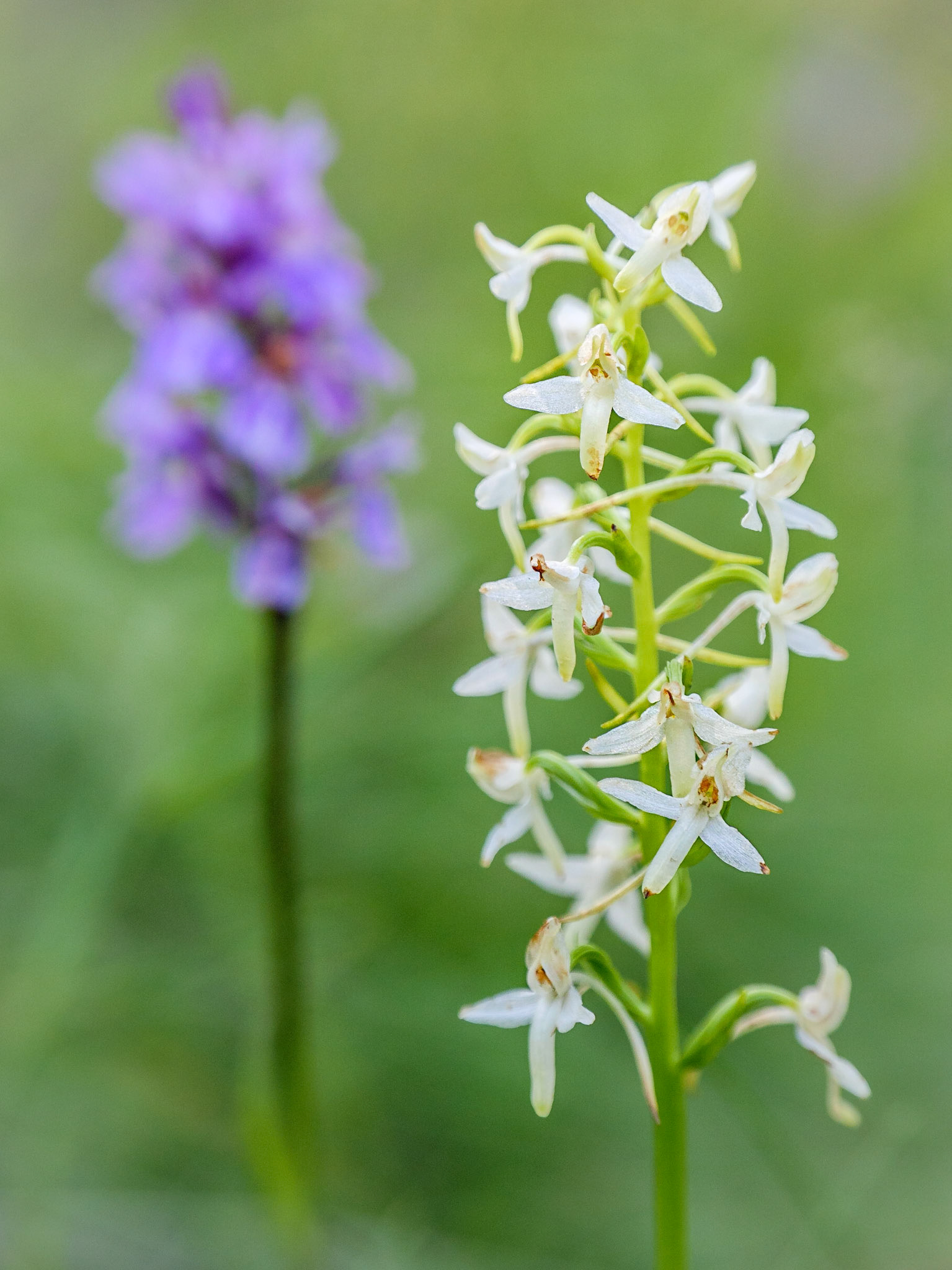 Platanthera bifolia - S. Stefano D'Aveto (GE), Italia (LX100m2 &amp; Raynox 150)