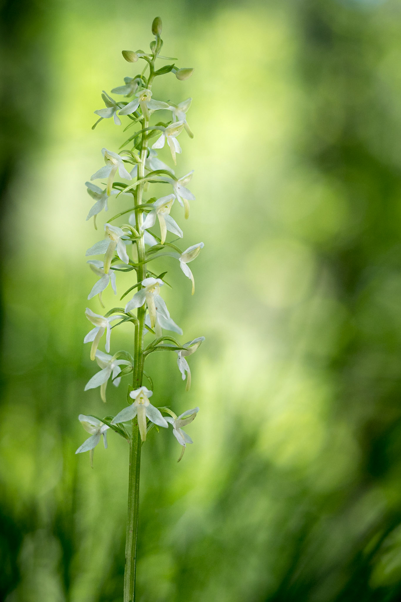 Platanthera bifolia, Ceranesi (GE), Italia