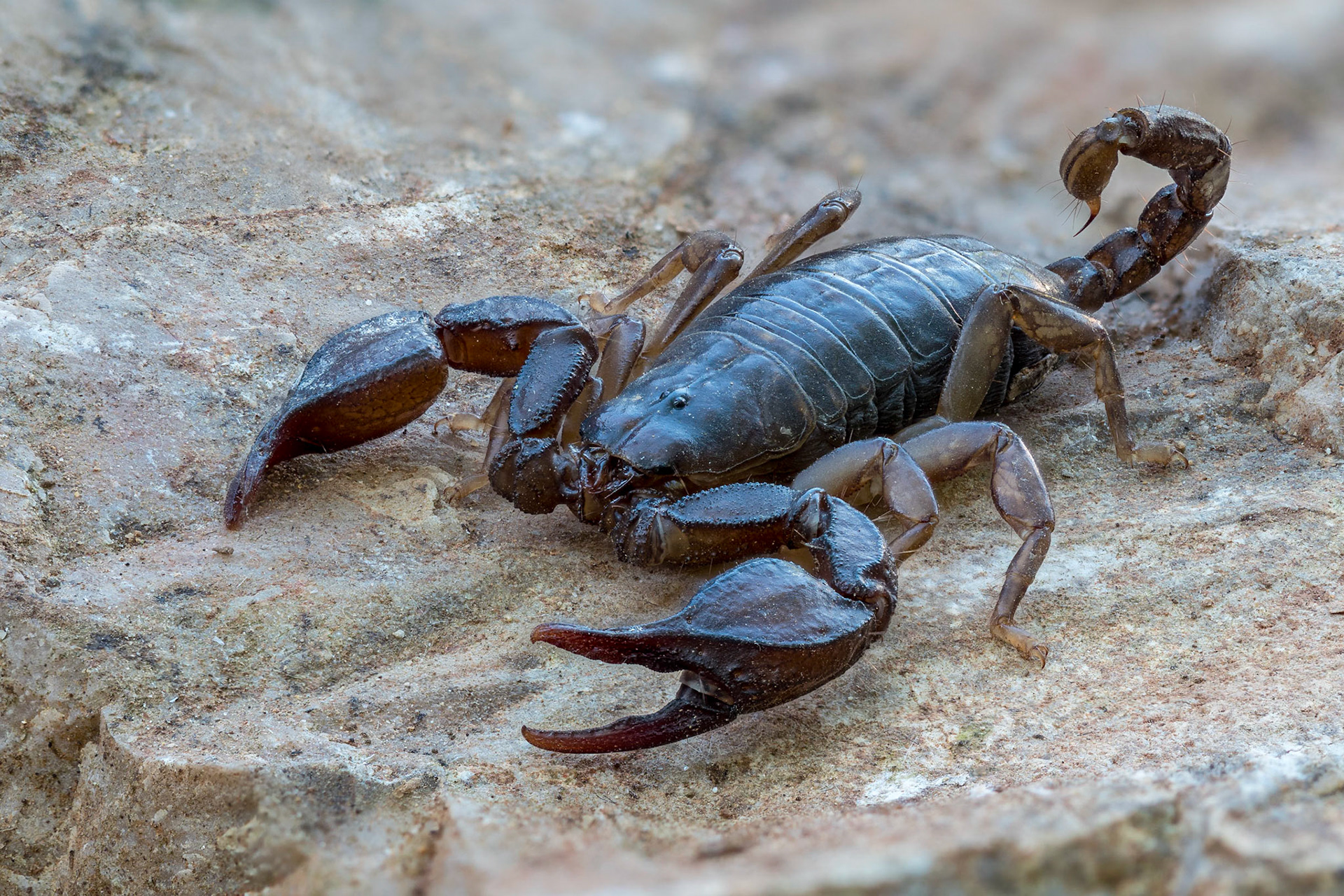 Euscorpius italicus - Gavorrano (GR), Italia