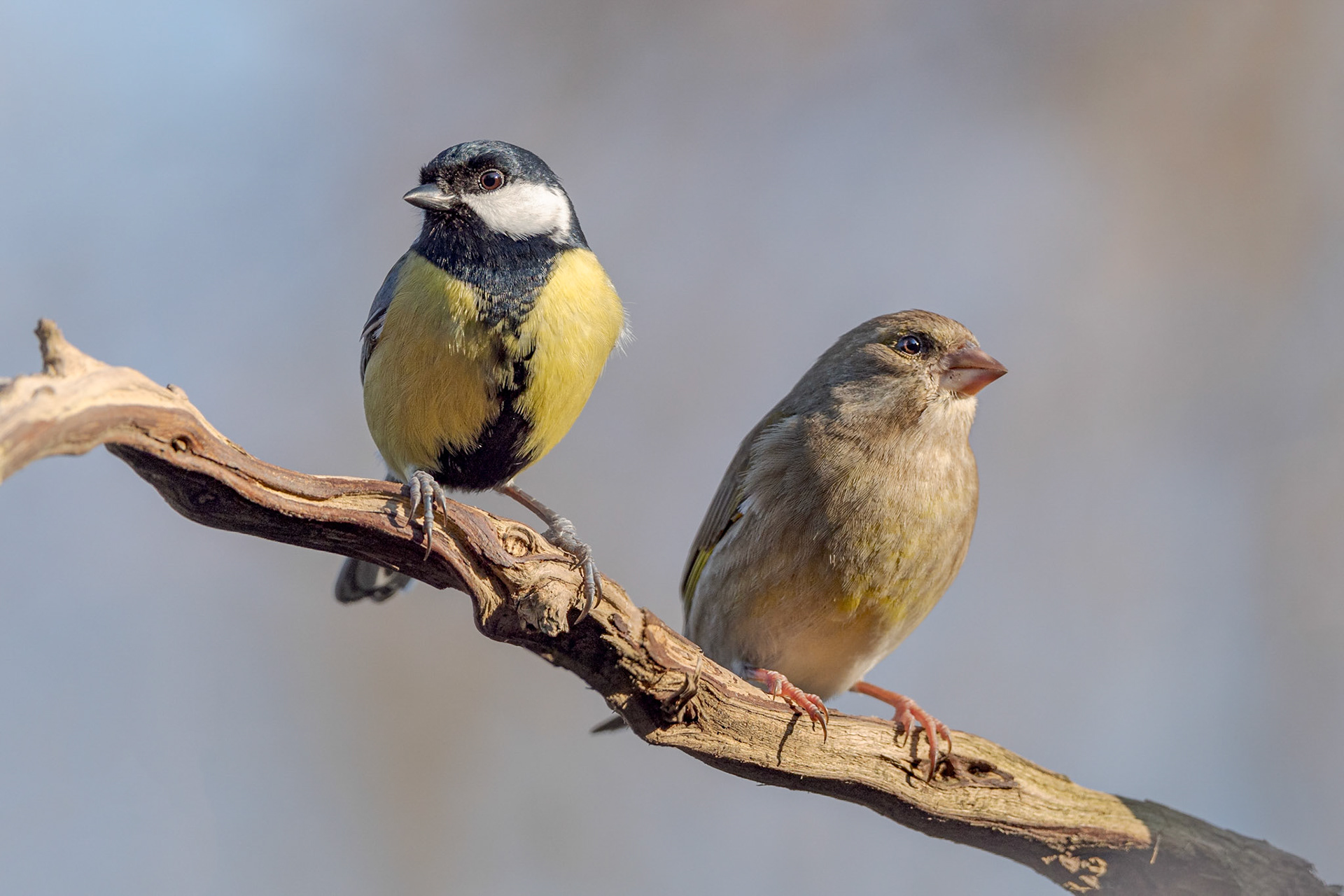 Parus major & Chloris chloris - Stazzano (AL), Italia