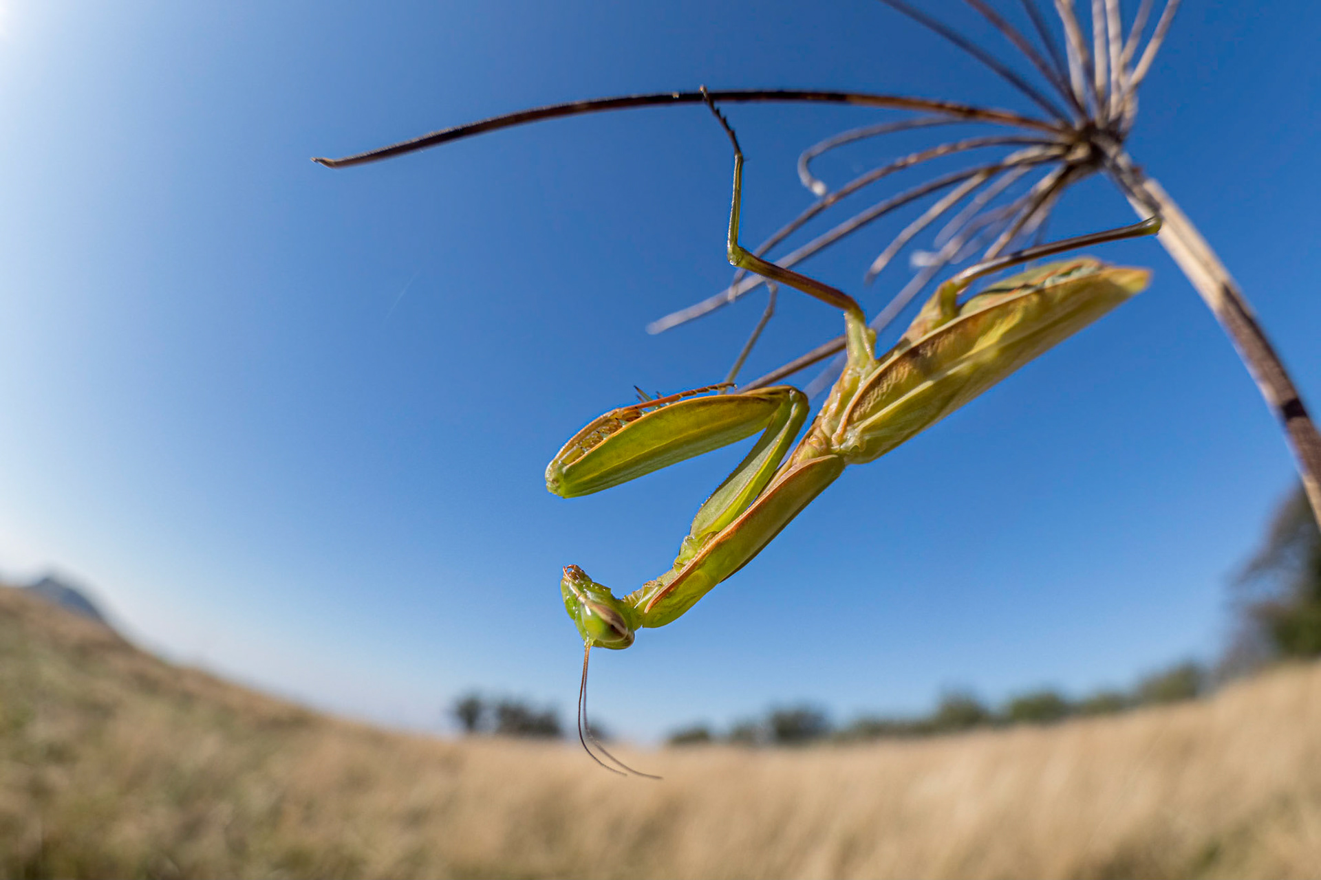 Mantis religiosa - mantide religiosa - Prariondo, Varazze (SV), Italia