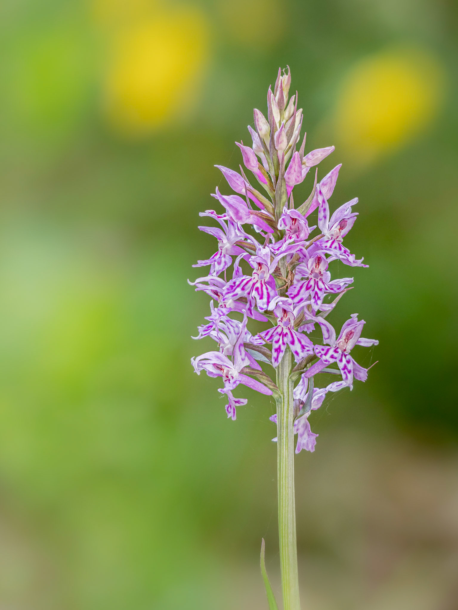 Dactylorhiza maculata fuchsii - Casella (GE), Italia