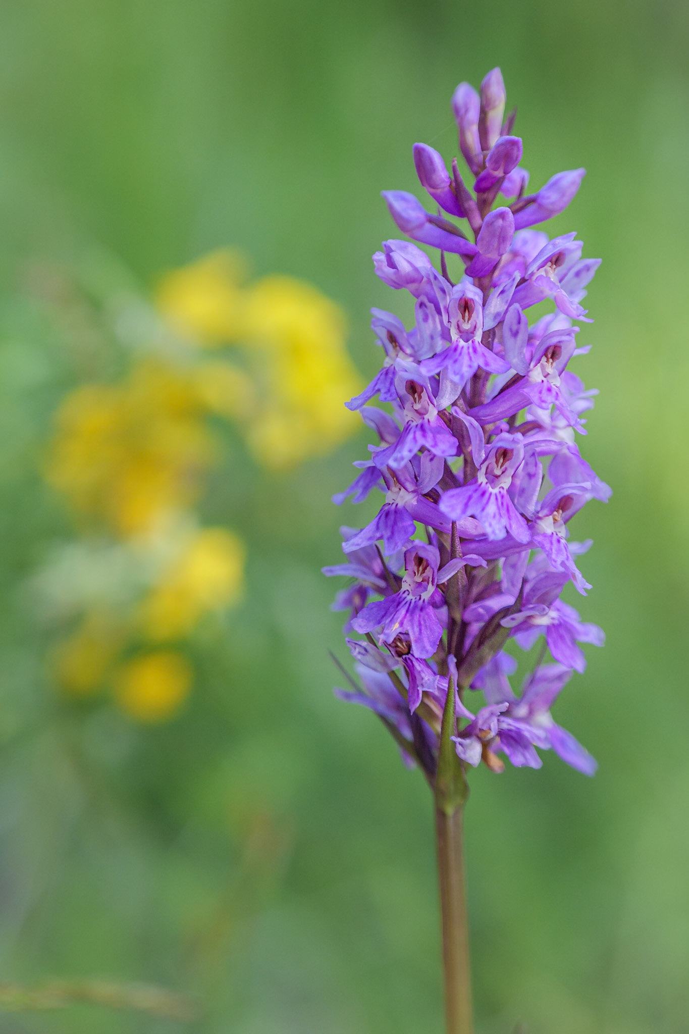 Dactylorhiza maculata fuchsii - S. Stefano D'Aveto (GE), Italia (LX100m2 &amp; Raynox 150)