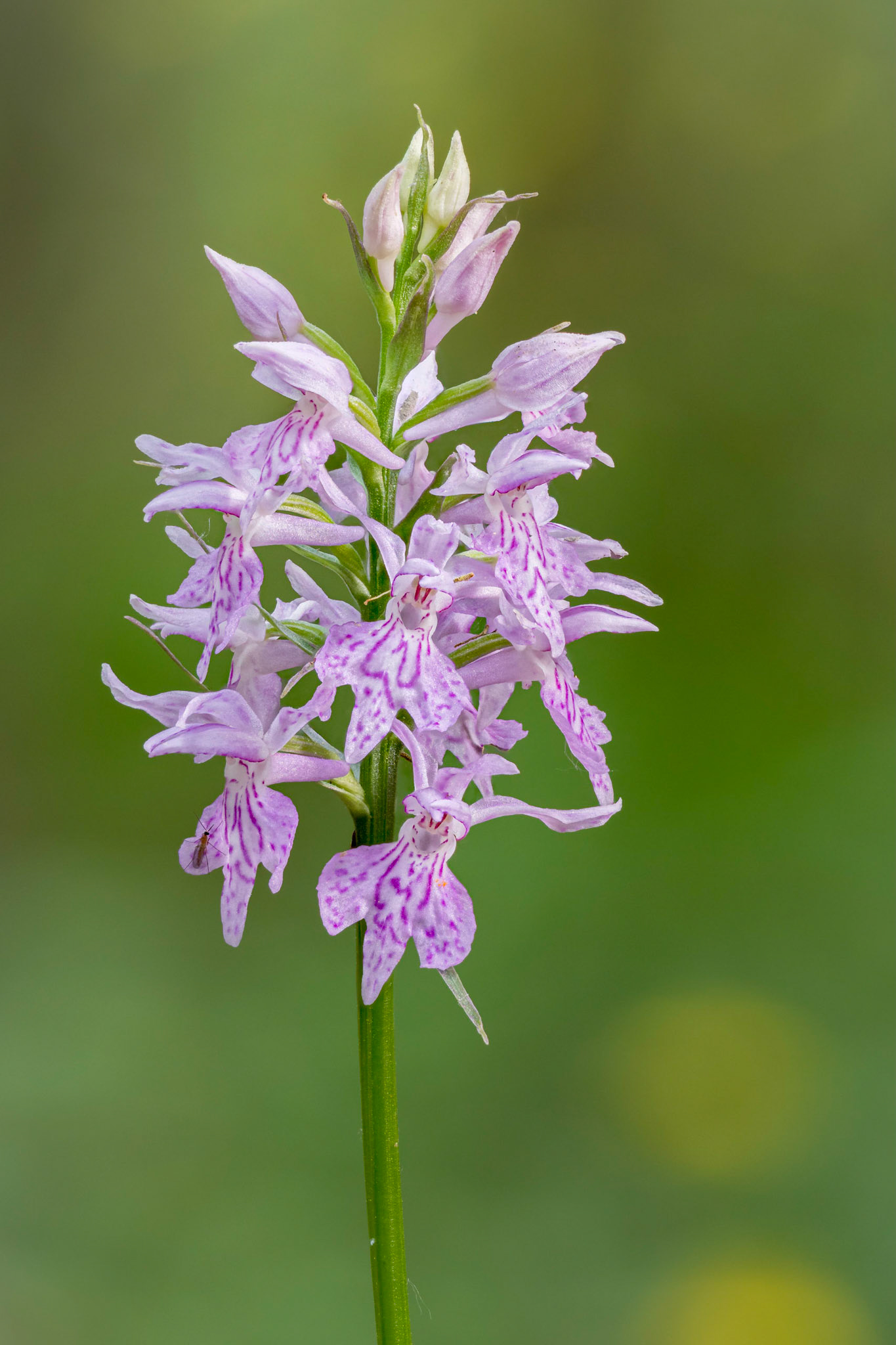 Dactylorhiza maculata fuchsii - Casella (GE), Italia