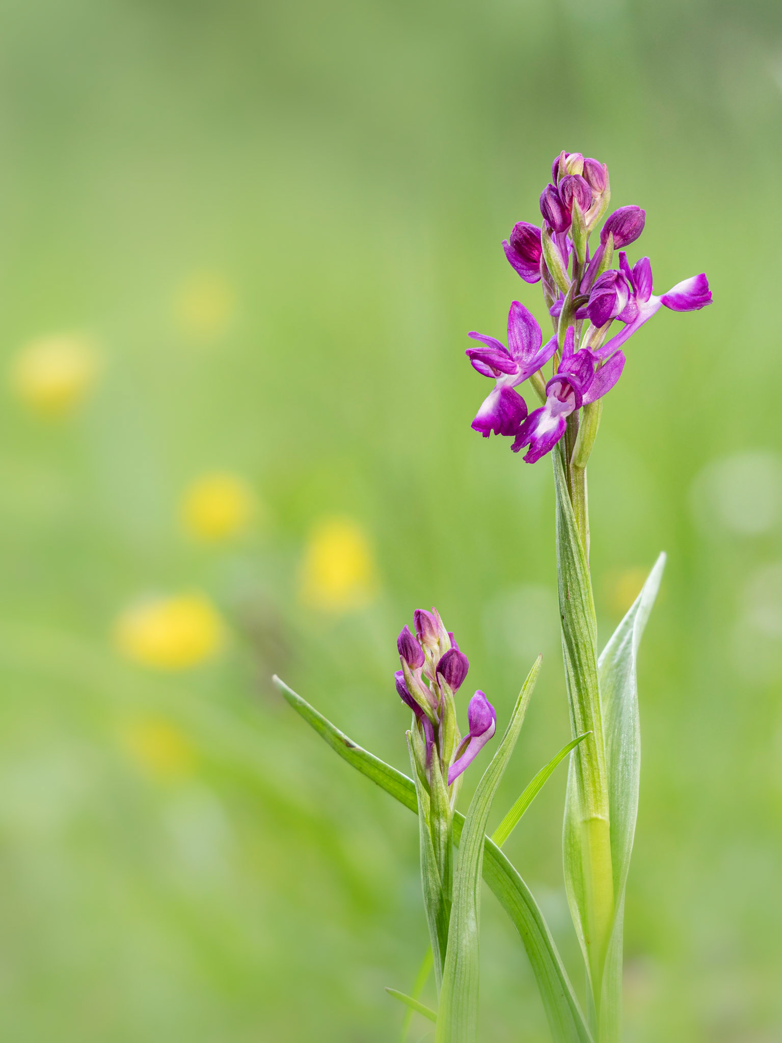 Anacamptis laxiflora - Casella (GE), Italia