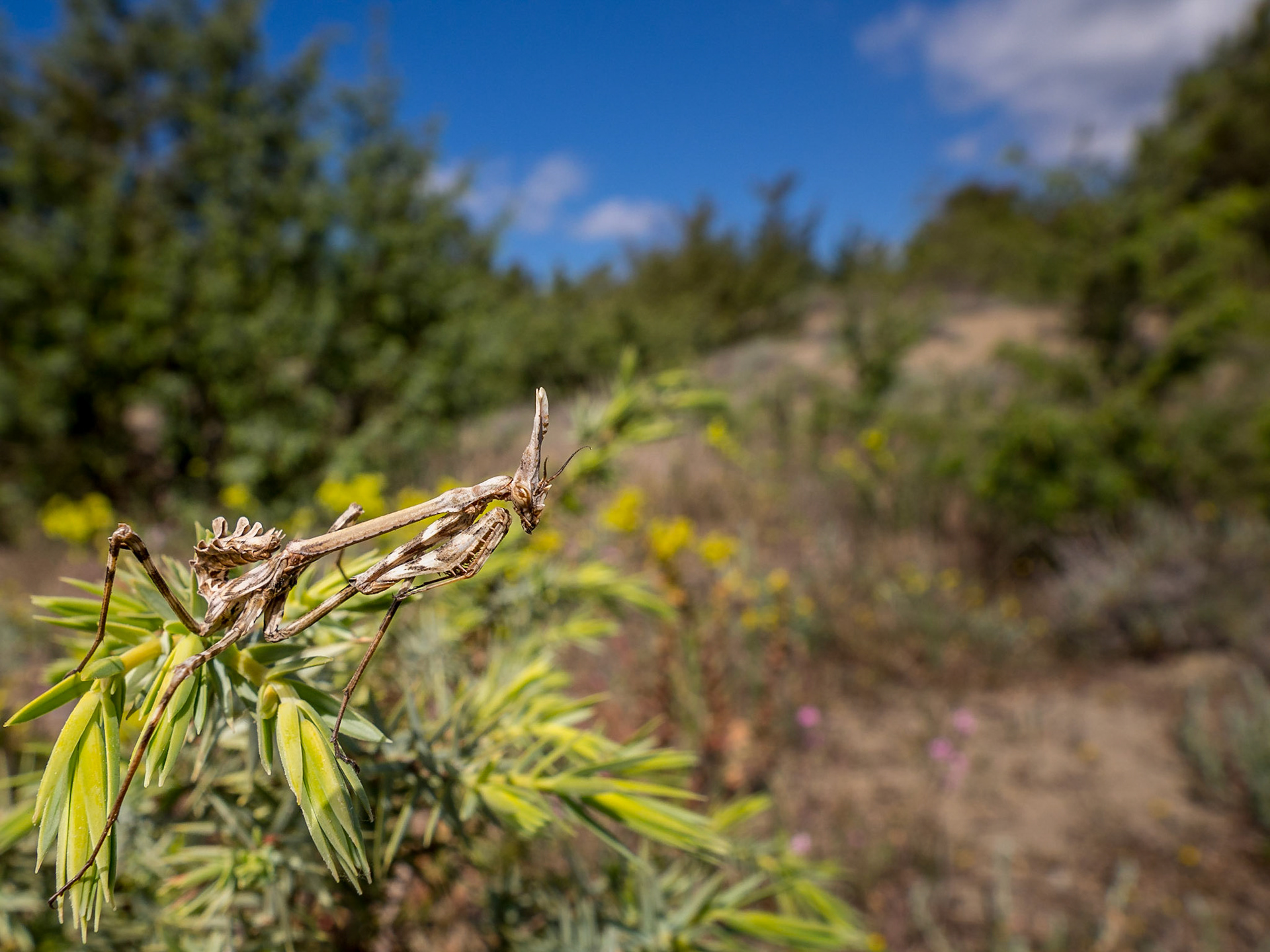 Empusa pennata (Terre di Maremma), Italia