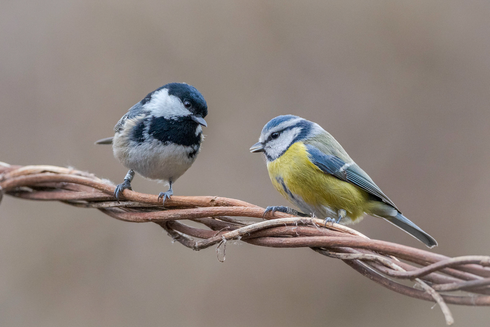 Cincia mora e Cinciarella - Periparus ater & Cyanistes caeruleus - Stazzano (AL), Italia