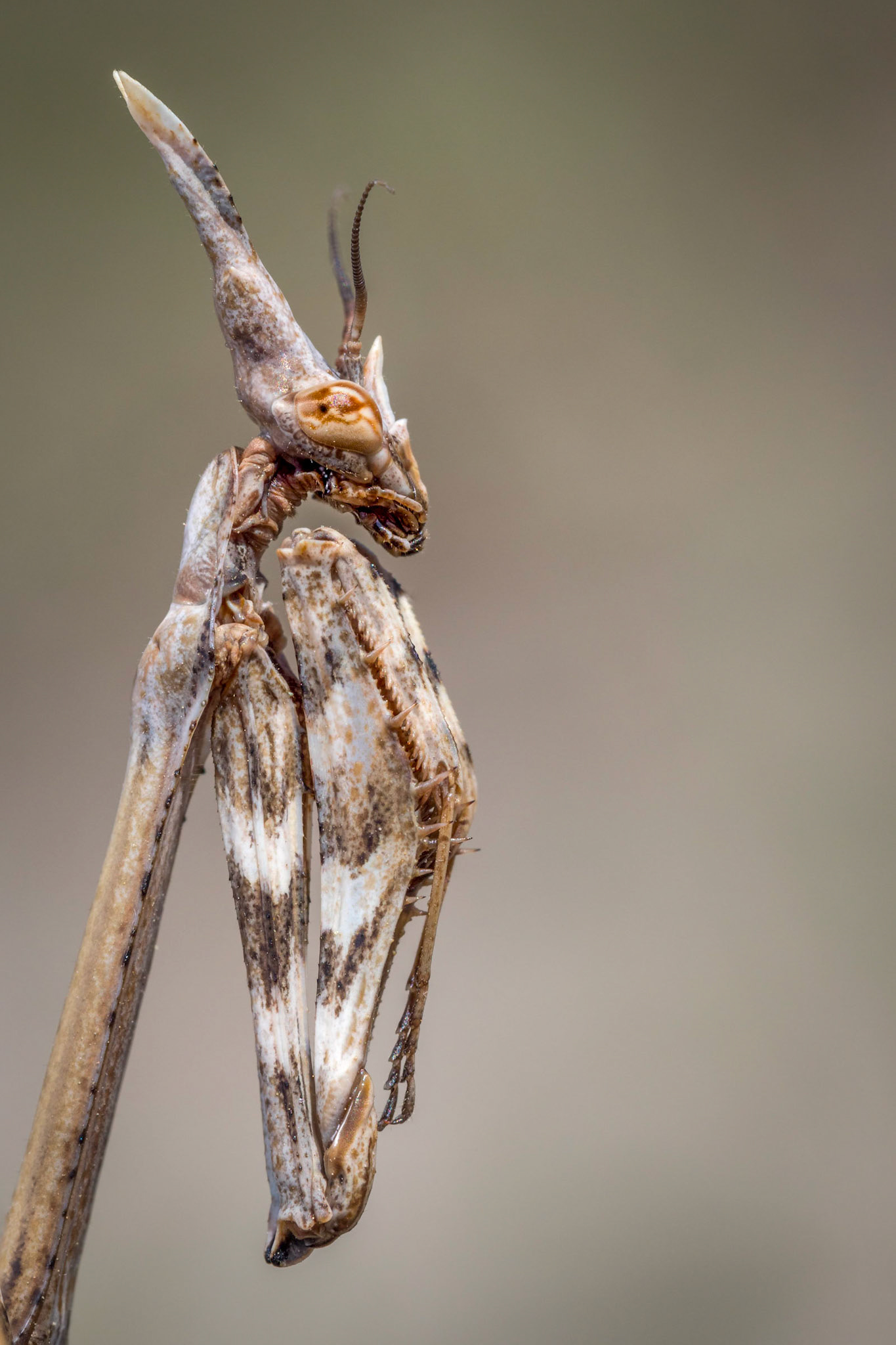 Empusa pennata (Terre di Maremma), Italia