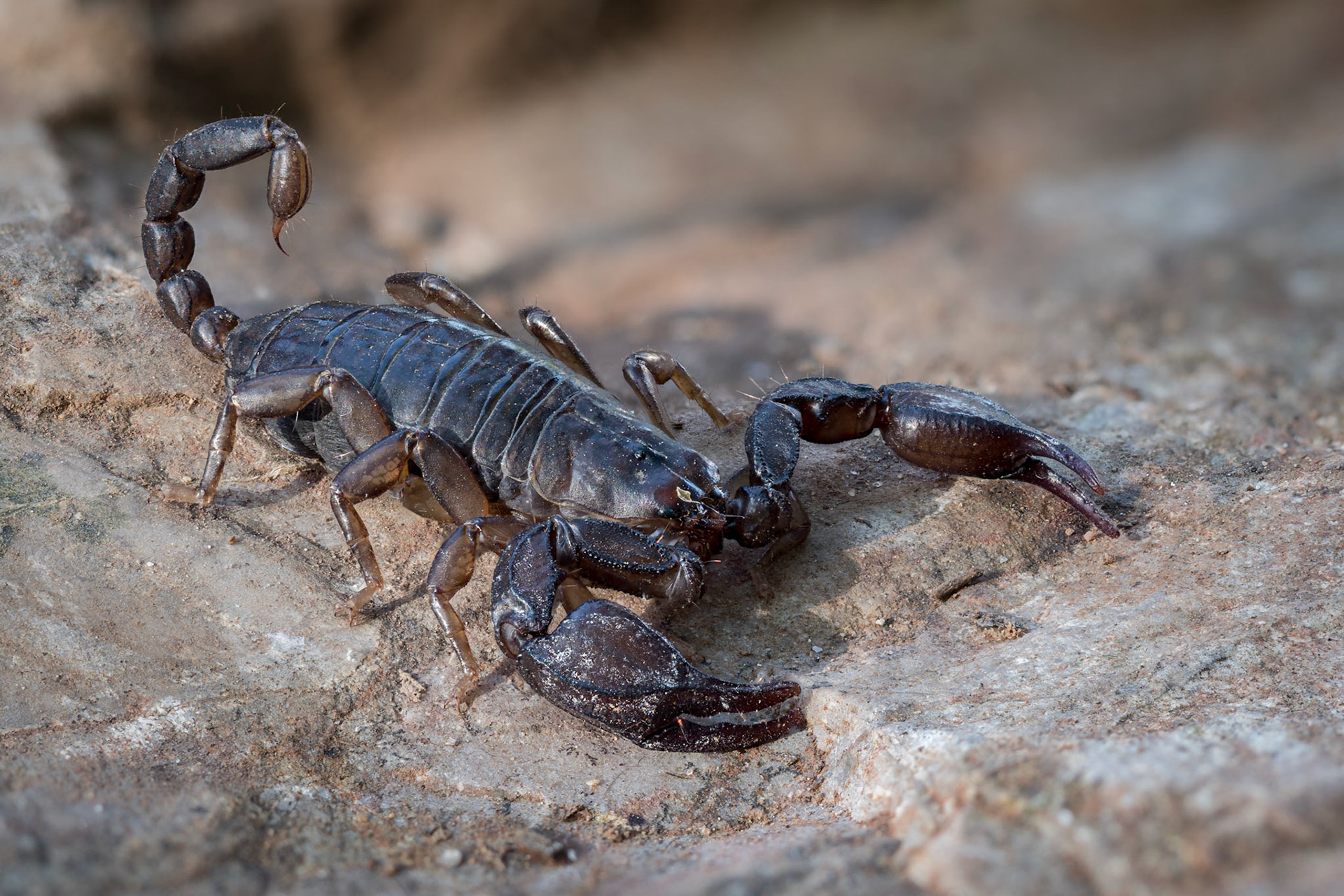 Euscorpius italicus - Gavorrano (GR), Italia