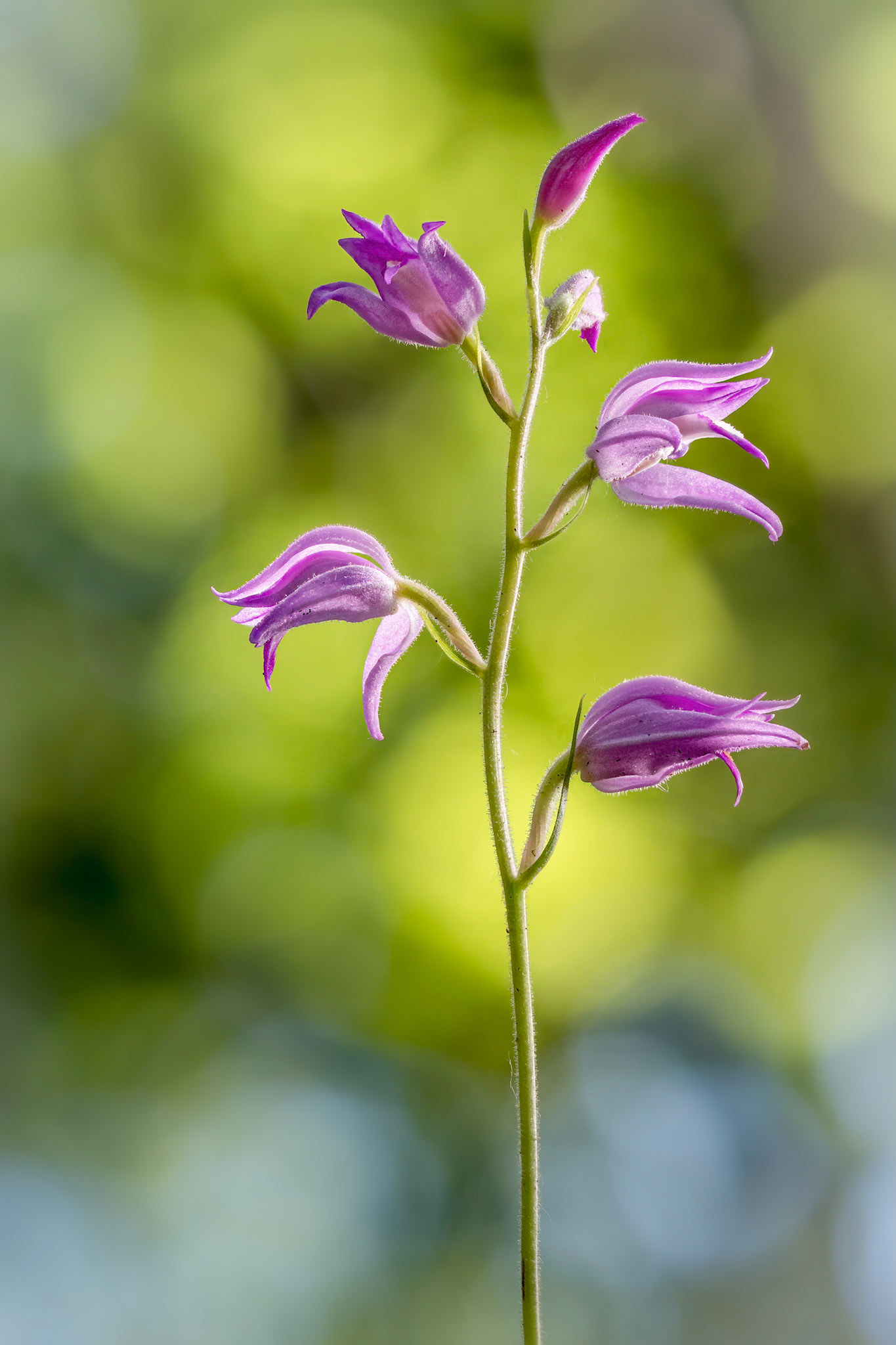 Cephalanthera rubra - Casella (GE), Italia
