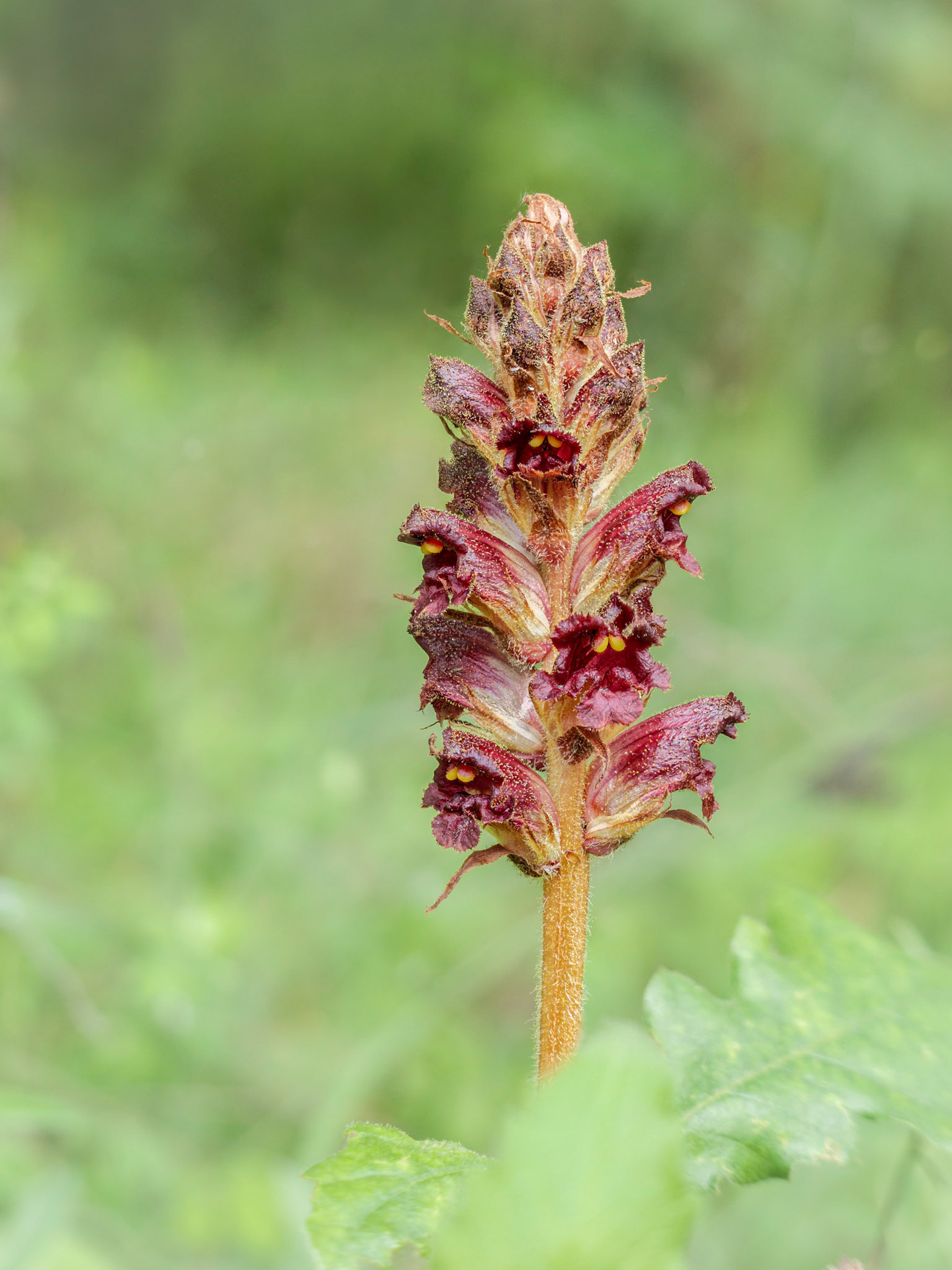 Succiamele rossastro (Orobanche gracilis Sm) - Casella (GE), Italia (Lumix LX100m2, 30 shots stack)