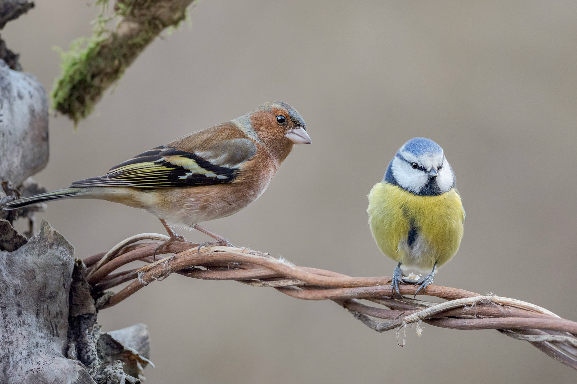 Fringilla coelebs & Cyanistes caeruleus - Stazzano (AL), Italia