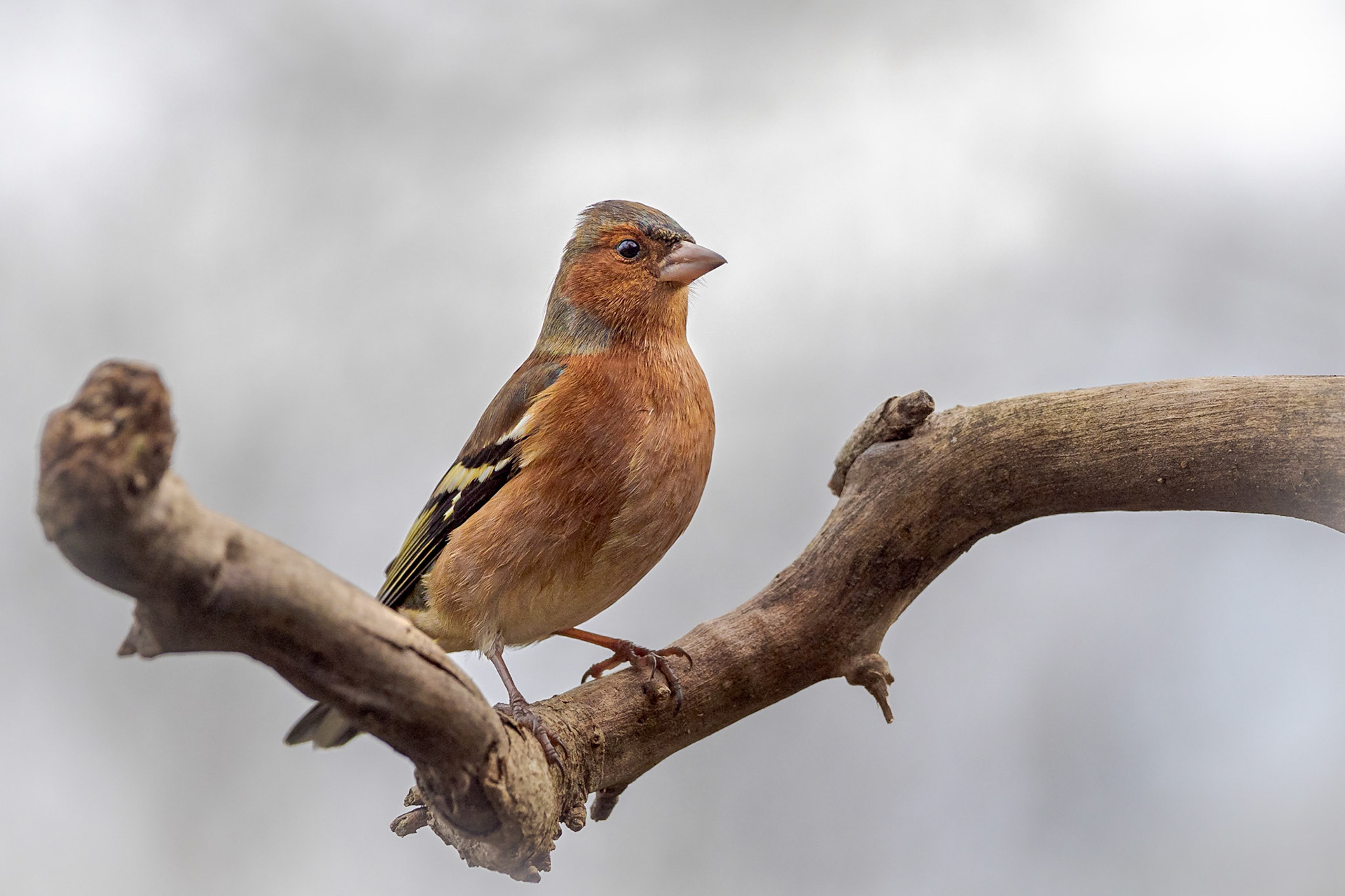 Fringuello - Fringilla coelebs - Stazzano (AL), Italia
