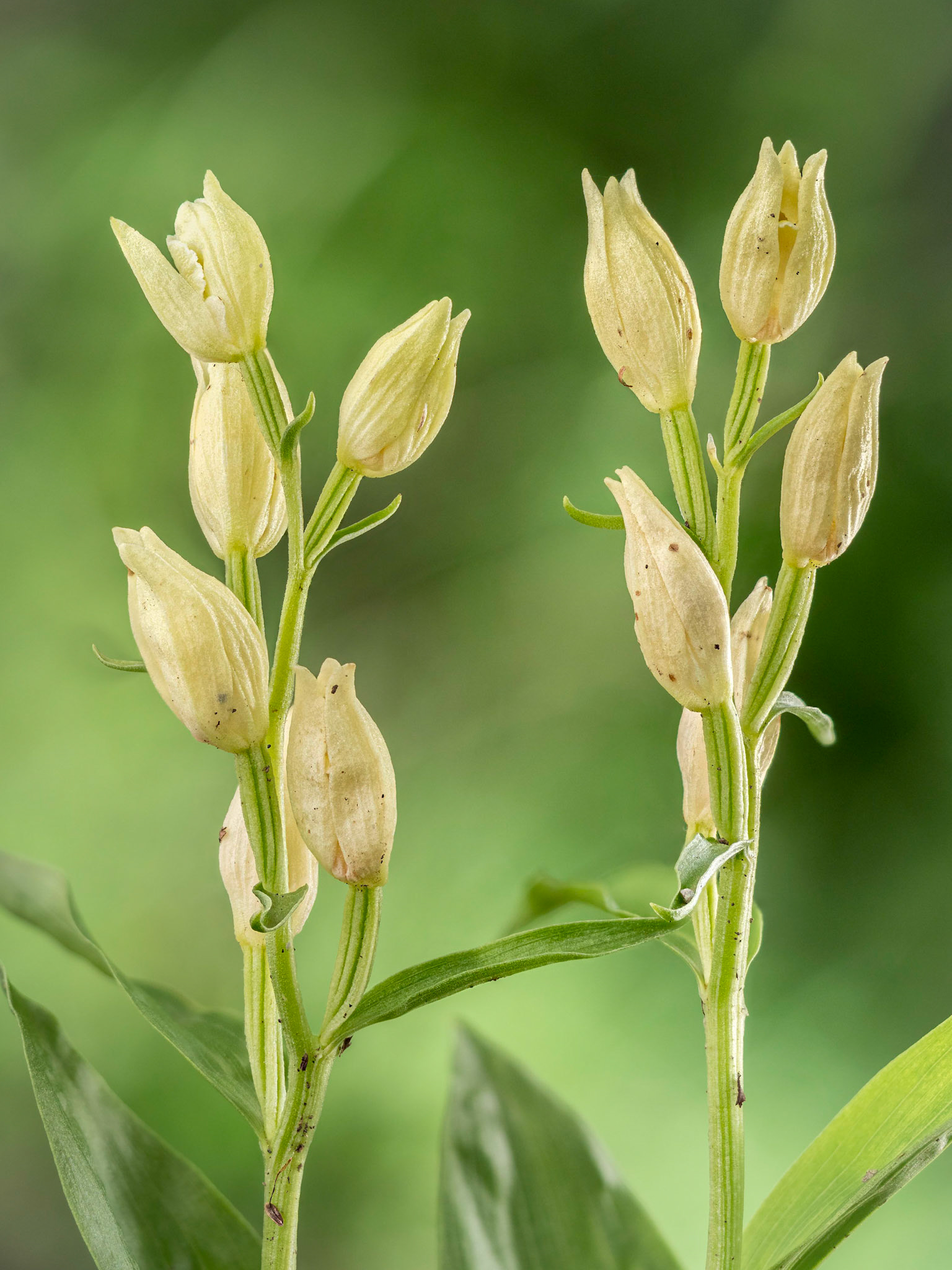 Cephalanthera damasonium - Casella (GE), Italia