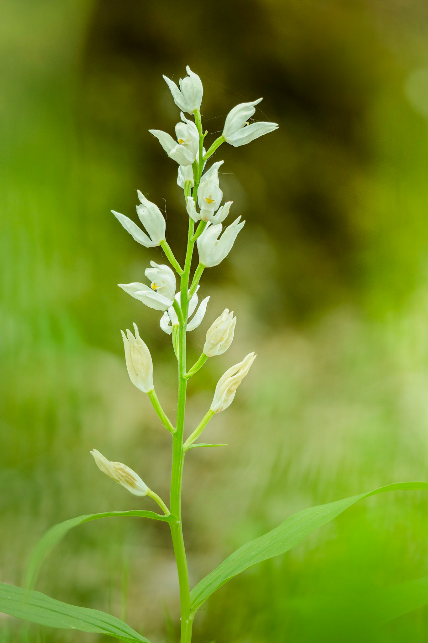 Cephalanthera longifolia - Casella (GE), Italia