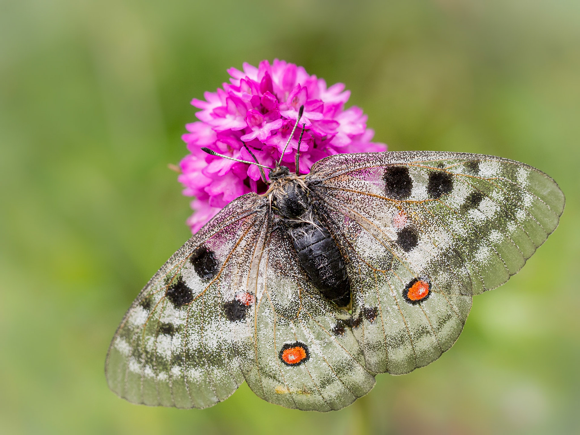 Parnassius apollo & Anacamptis pyramidalis - Crissolo (CN), Italia