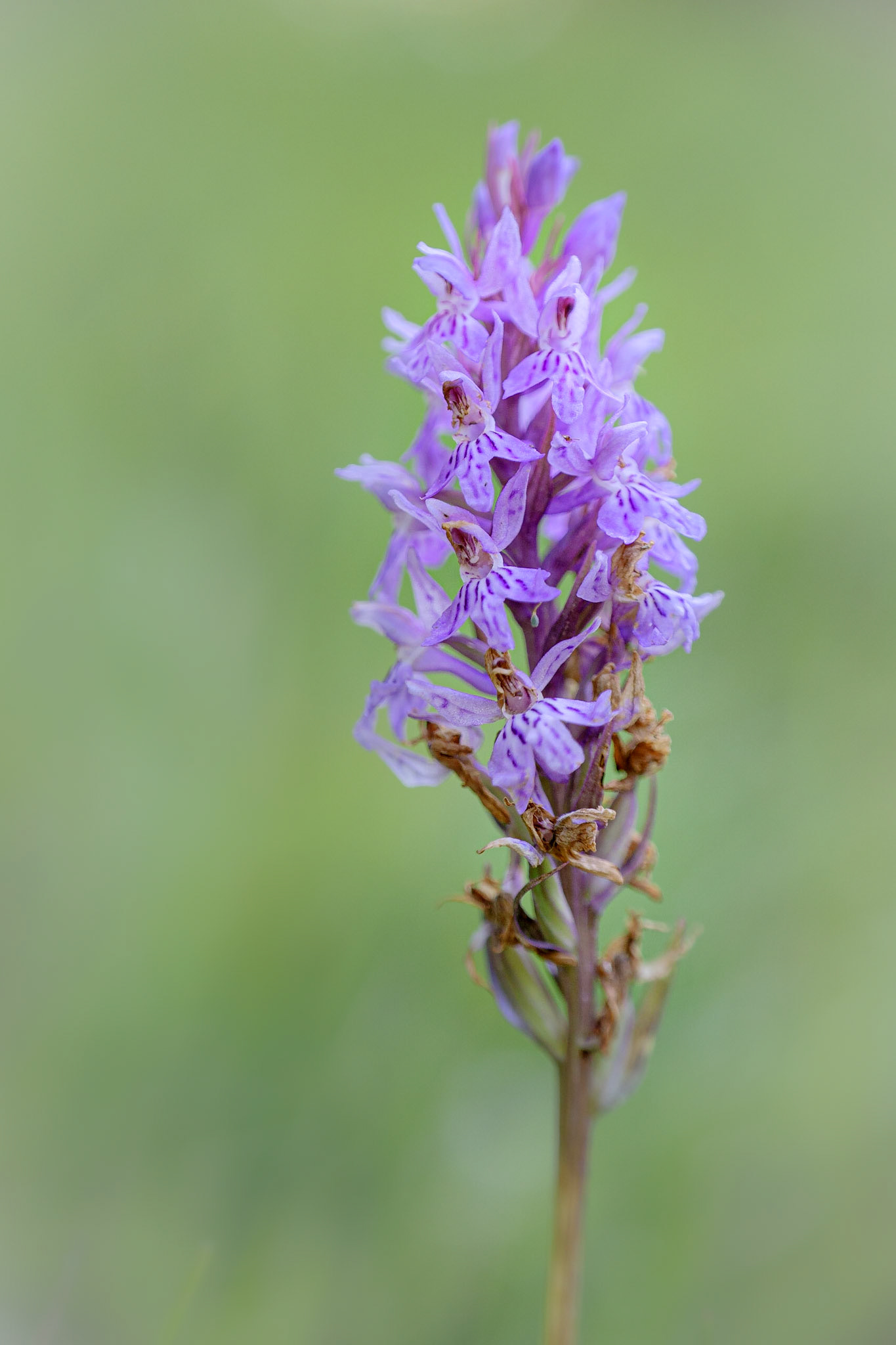 Dactylorhiza maculata fuchsii - S. Stefano D'Aveto (GE), Italia (LX100m2 &amp; Raynox 150)