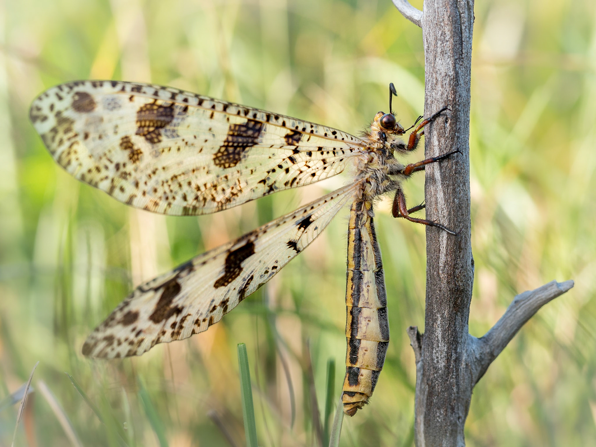 Palpares libelluloides - Ponzone (AL), Italia