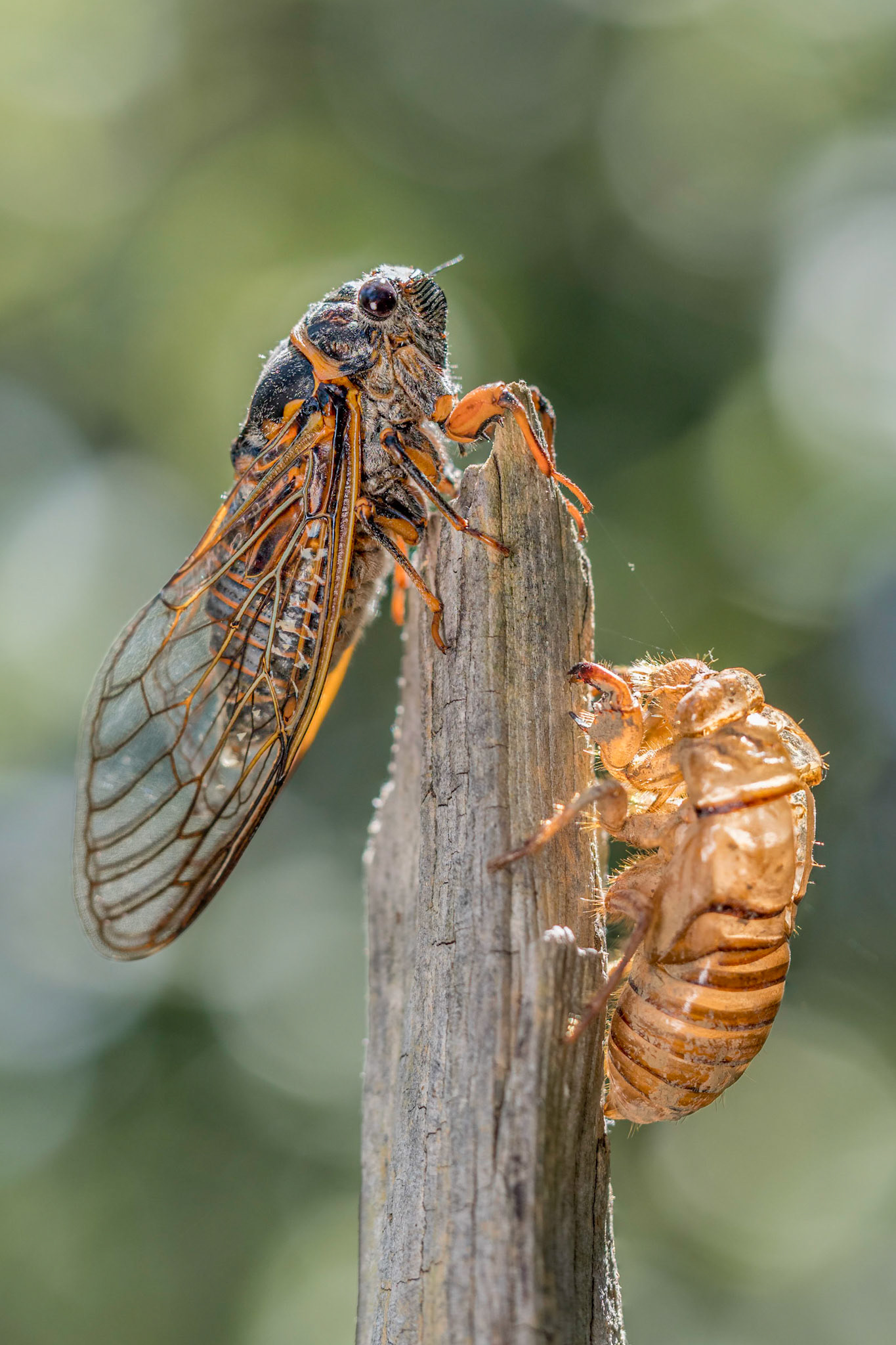Tibicina haematodes - Ponzone (AL), Italia