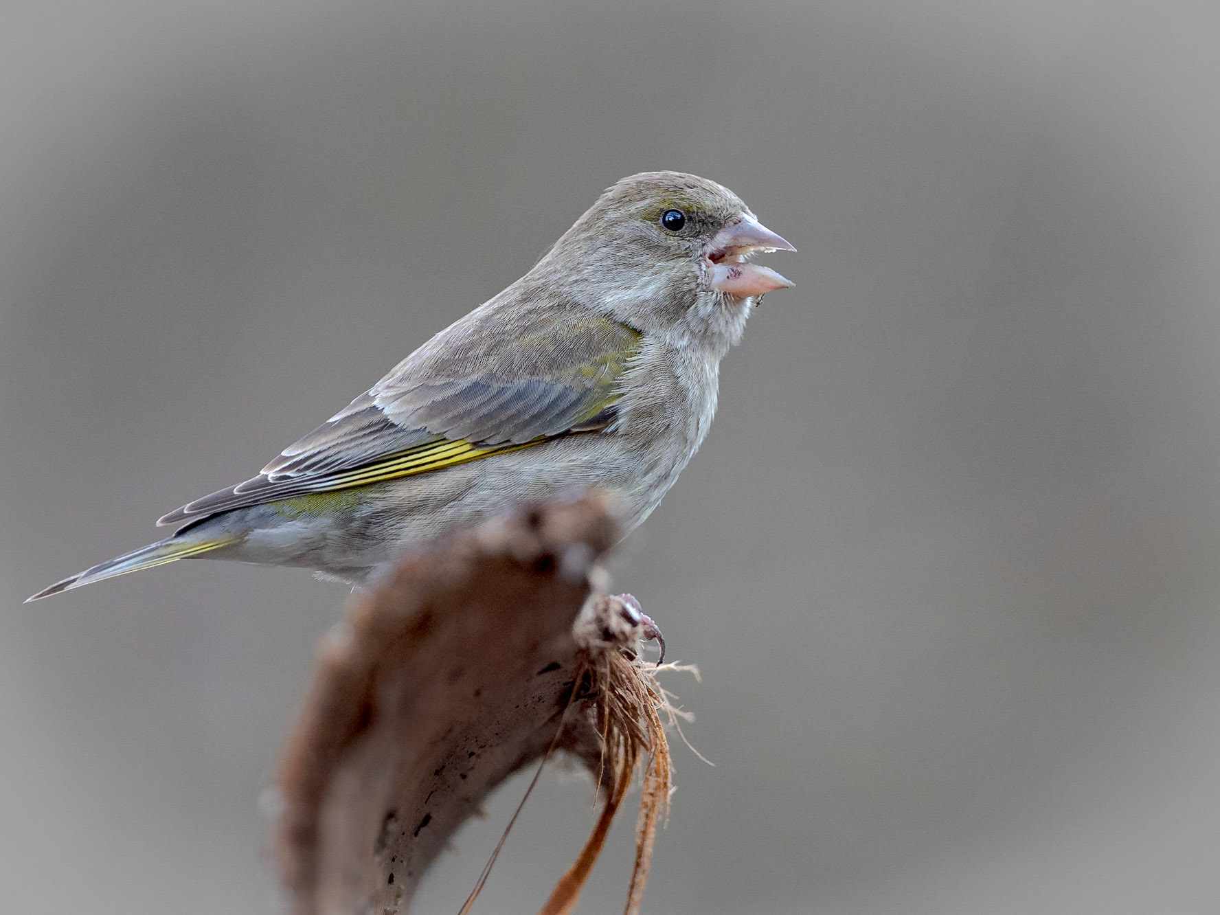 Verdone comune - Chloris chloris - Stazzano (AL), Italia