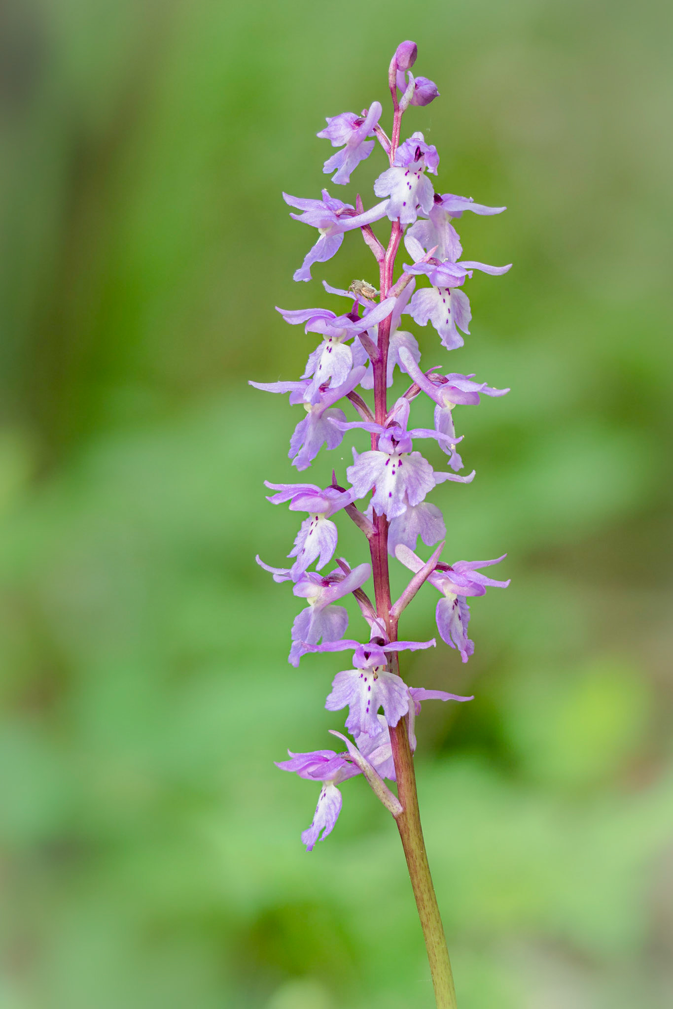 Orchis mascula - Casella (GE), Italia