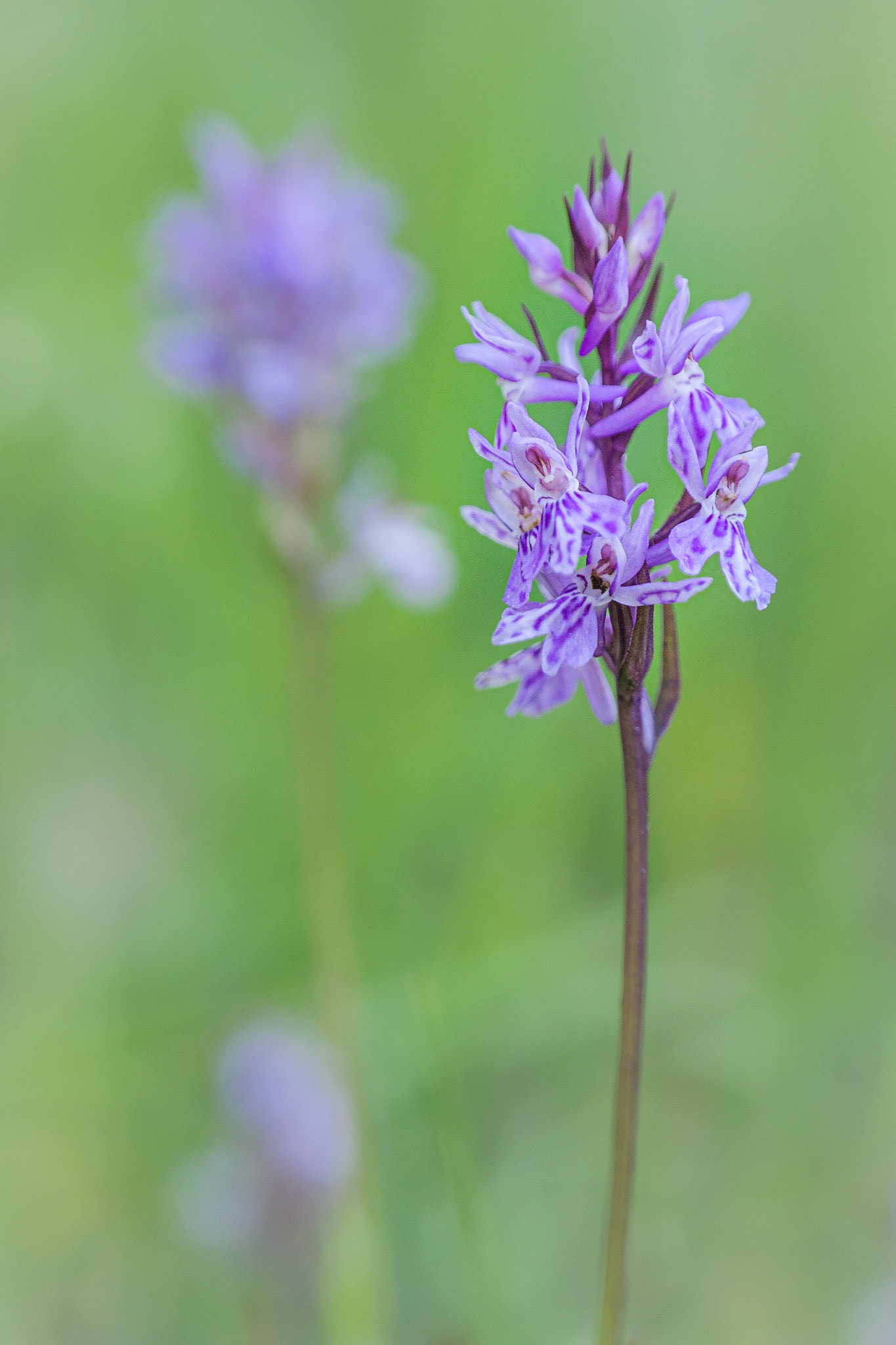 Dactylorhiza maculata fuchsii - S. Stefano D'Aveto (GE), Italia (LX100m2 &amp; Raynox 150)