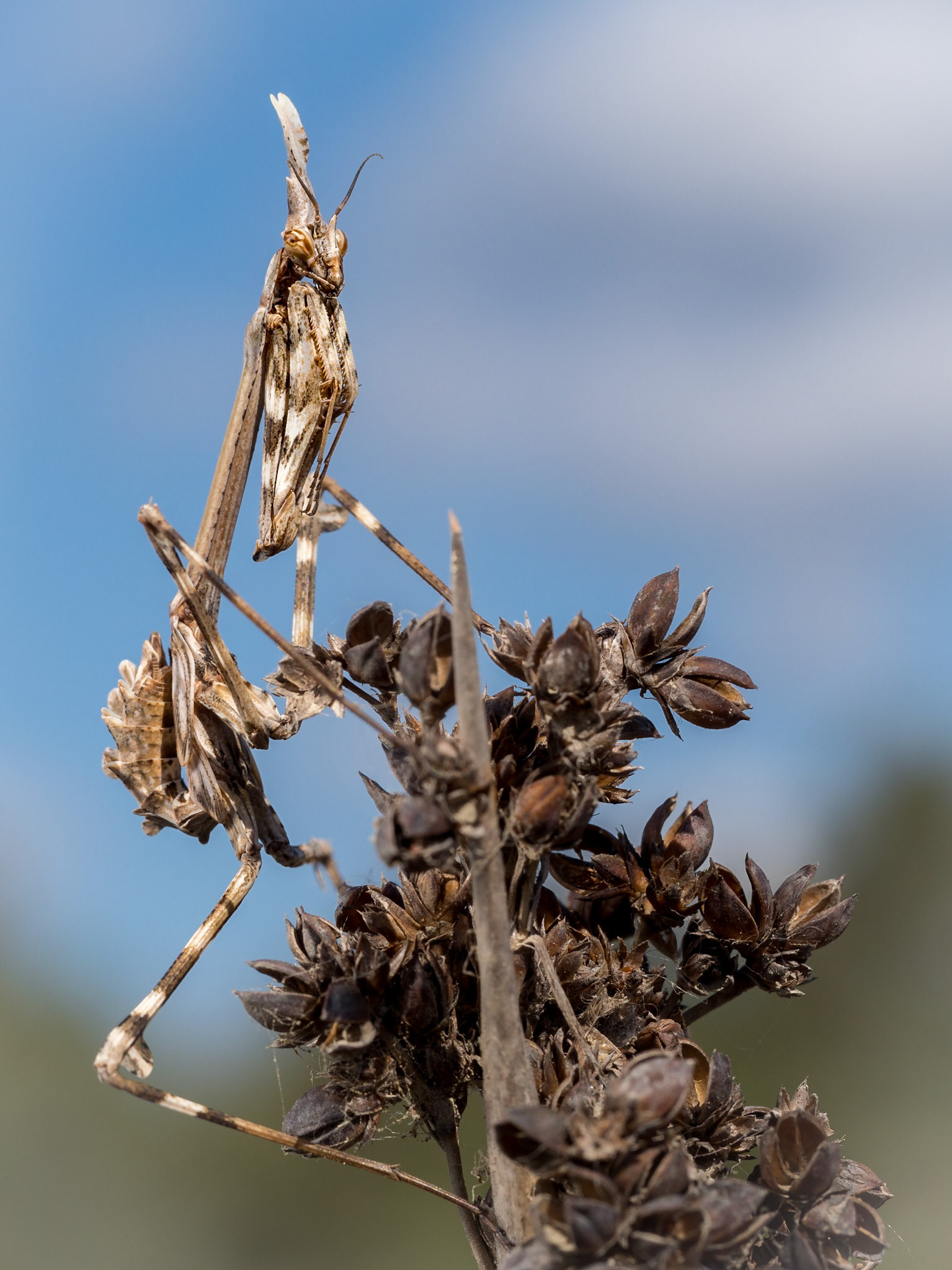 Empusa pennata (Terre di Maremma), Italia