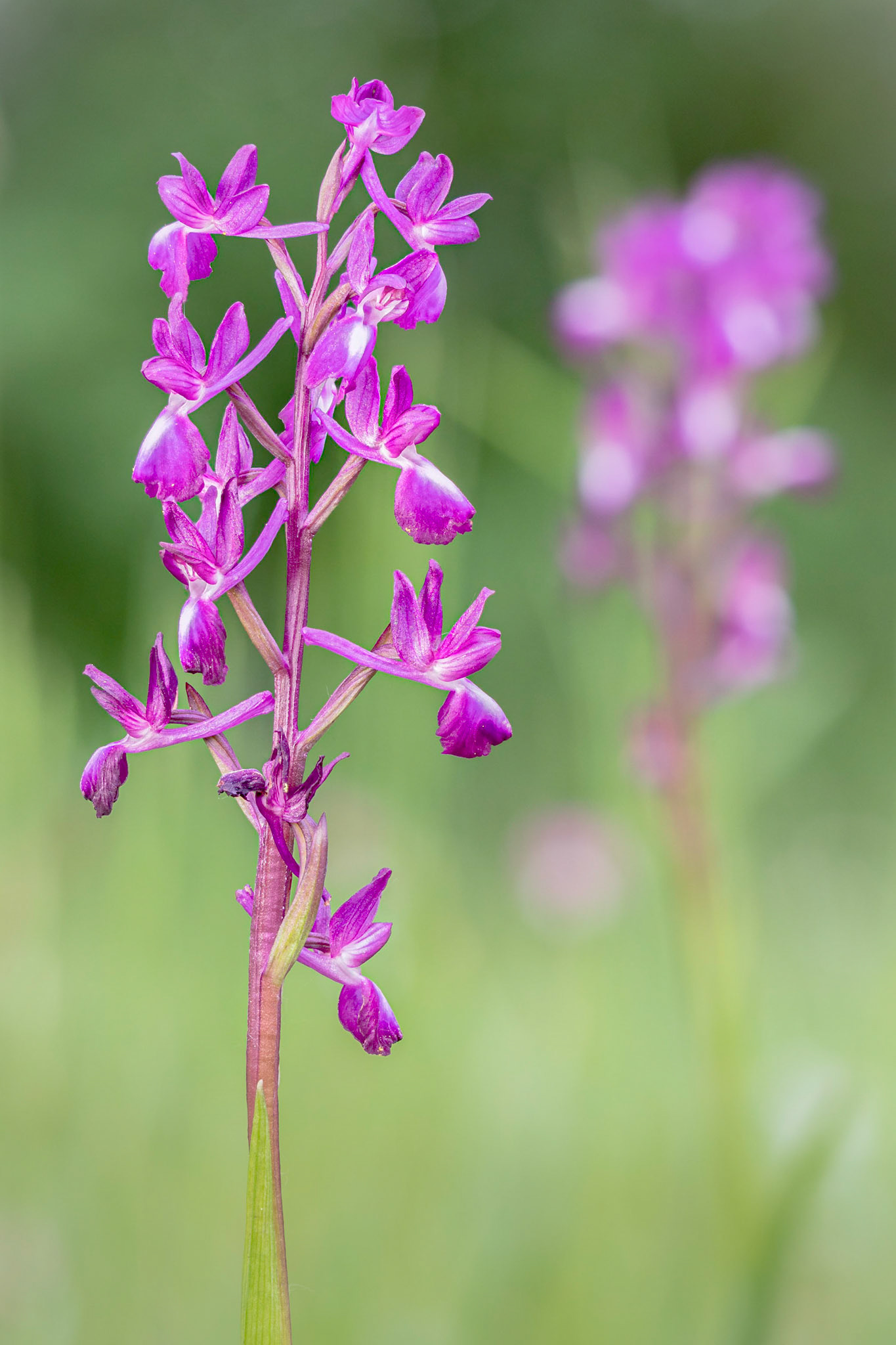 Anacamptis laxiflora - Casella (GE), Italia