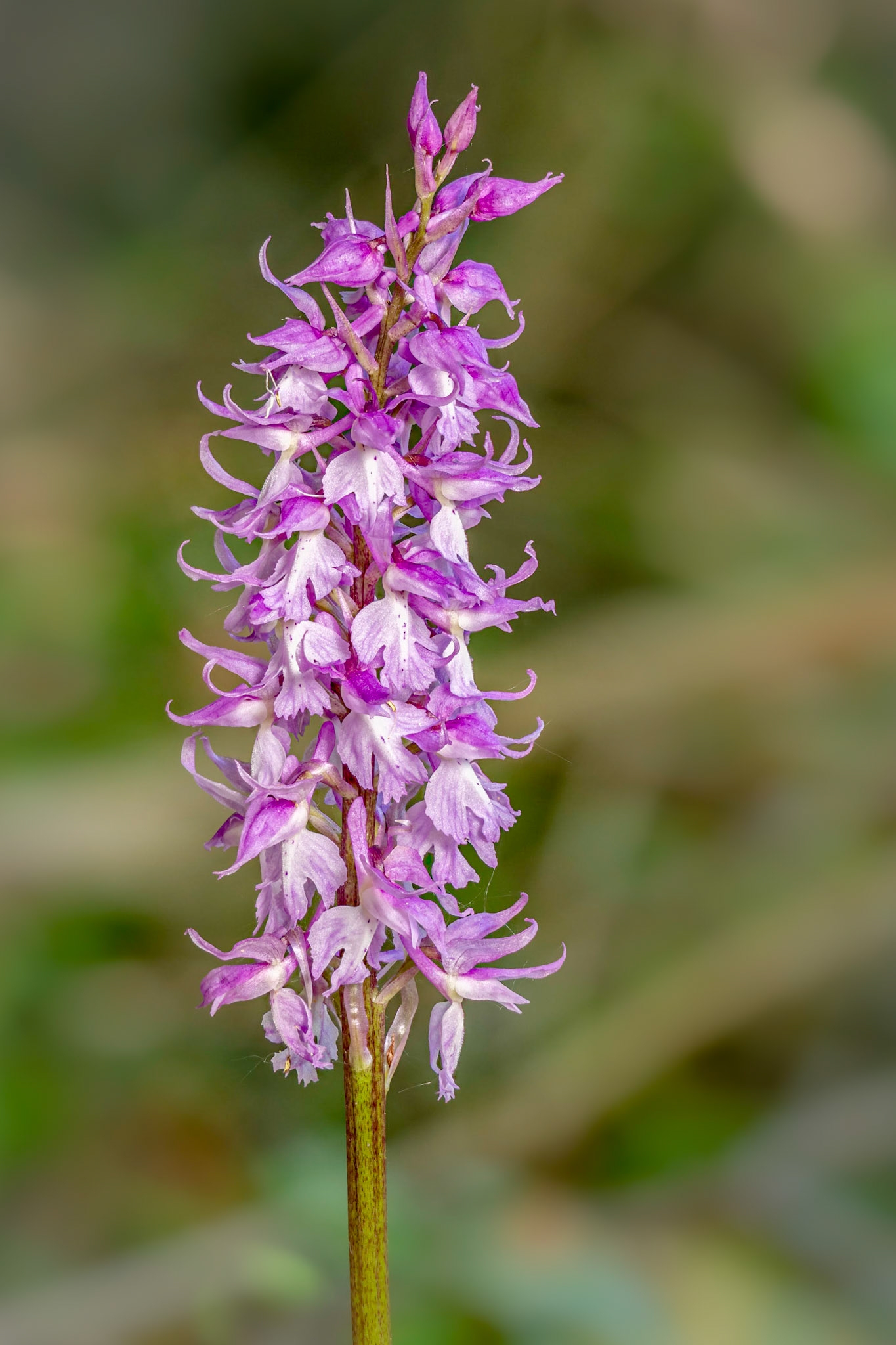Orchis mascula - Casella (GE), Italia