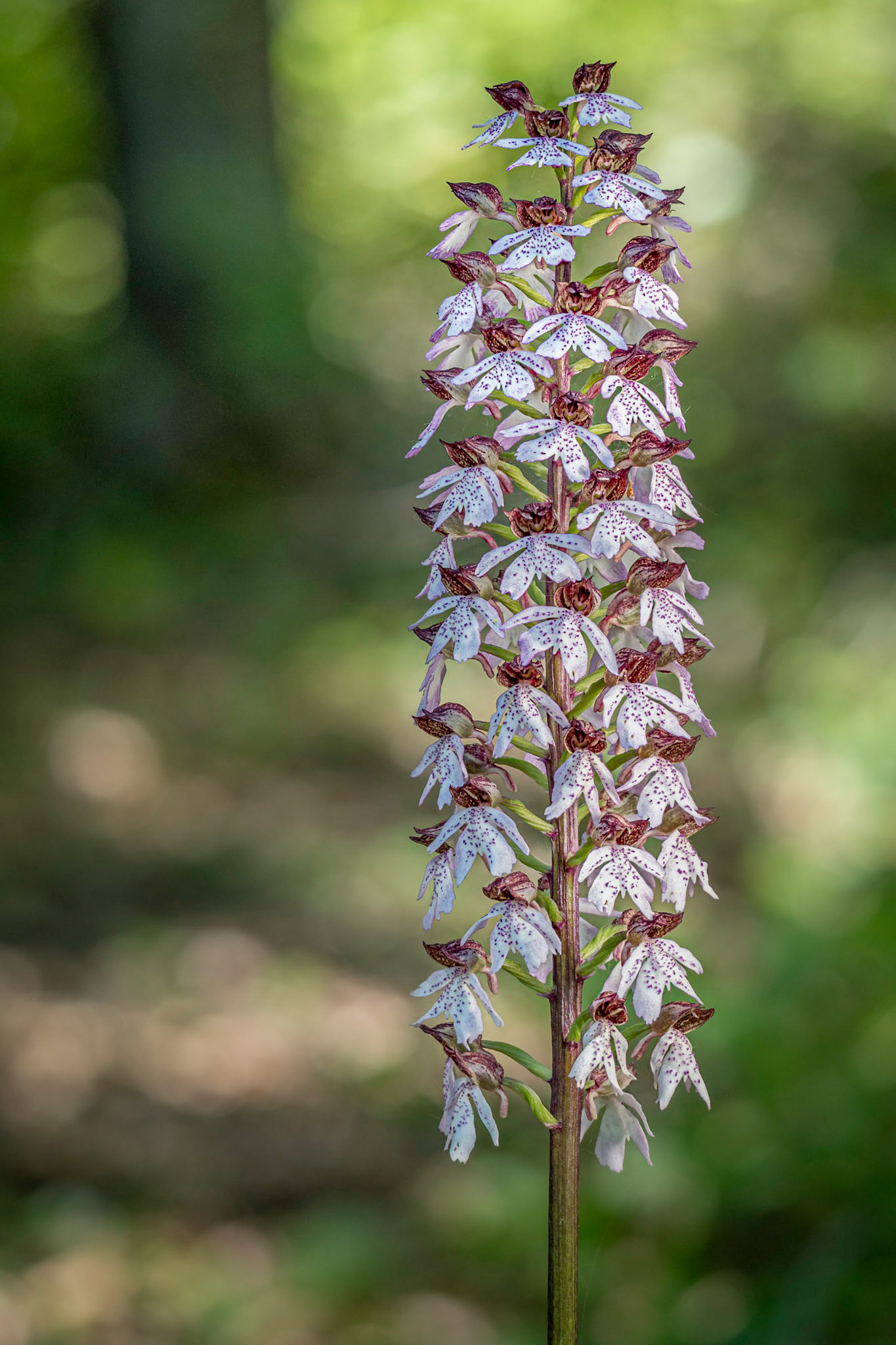 Orchis purpurea - Casella (GE), Italia