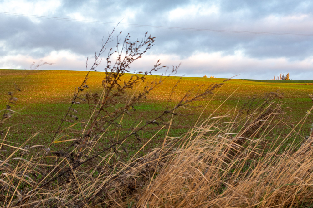 Morning Fields :: Arras, France; 2018.