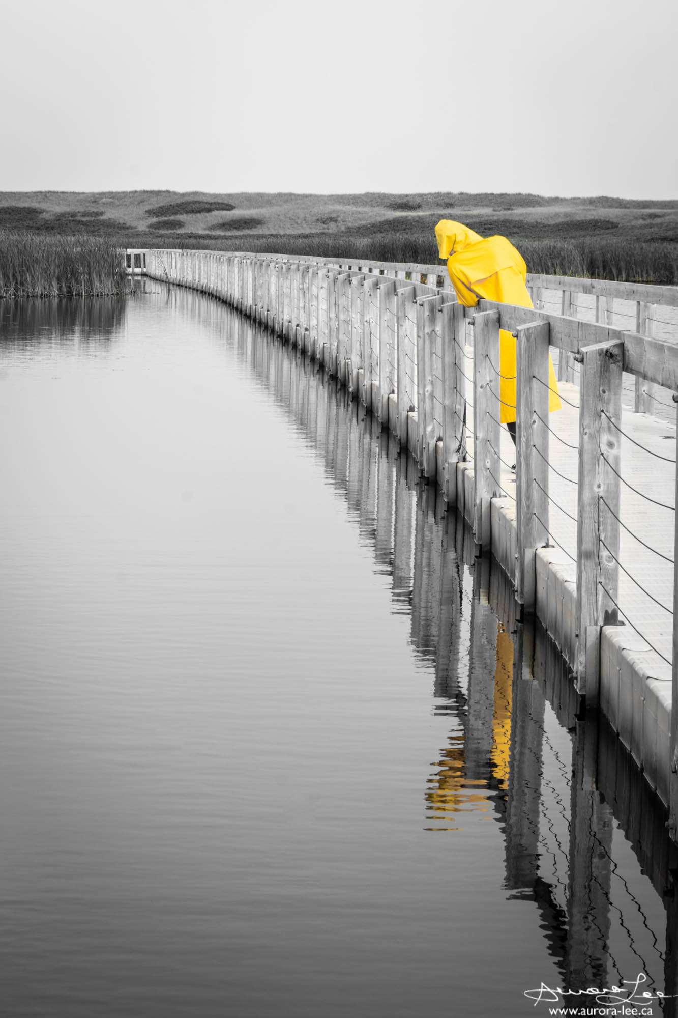 Yellow 2022 :: Cavendish, Prince Edward Island; 2022