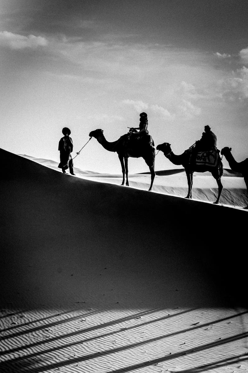 Camel Caravan :: 