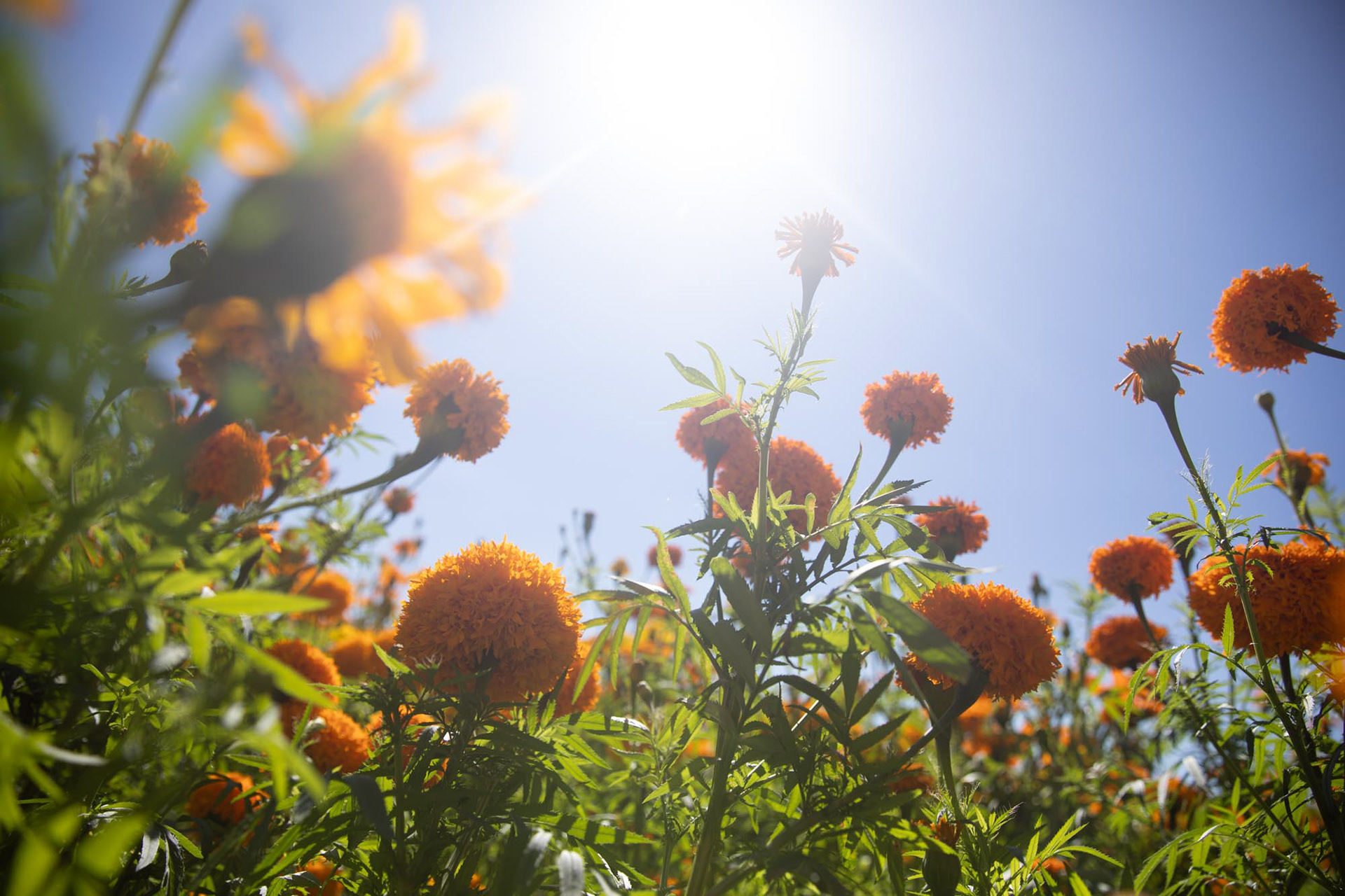 A field of cempasúchil flowers (marigolds) blooms in Atlixco, Mexico, for Día de los Muertos. The fragrance of the marigolds is believed to guide the spirits of the deceased back to their loved ones.