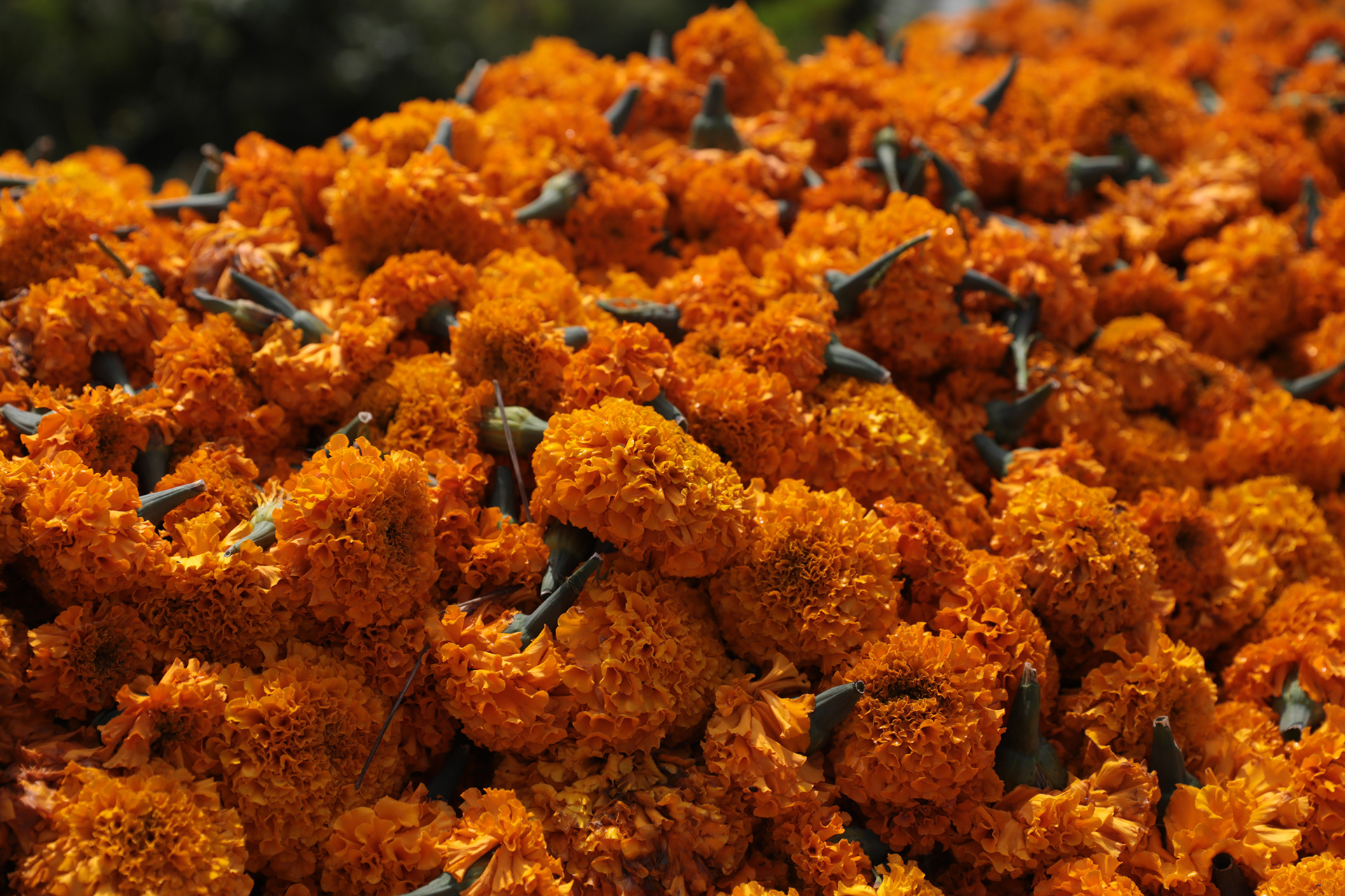 Marigold plants being harvested for Día de los Muertos in Xochimilco, Mexico City. 2025
