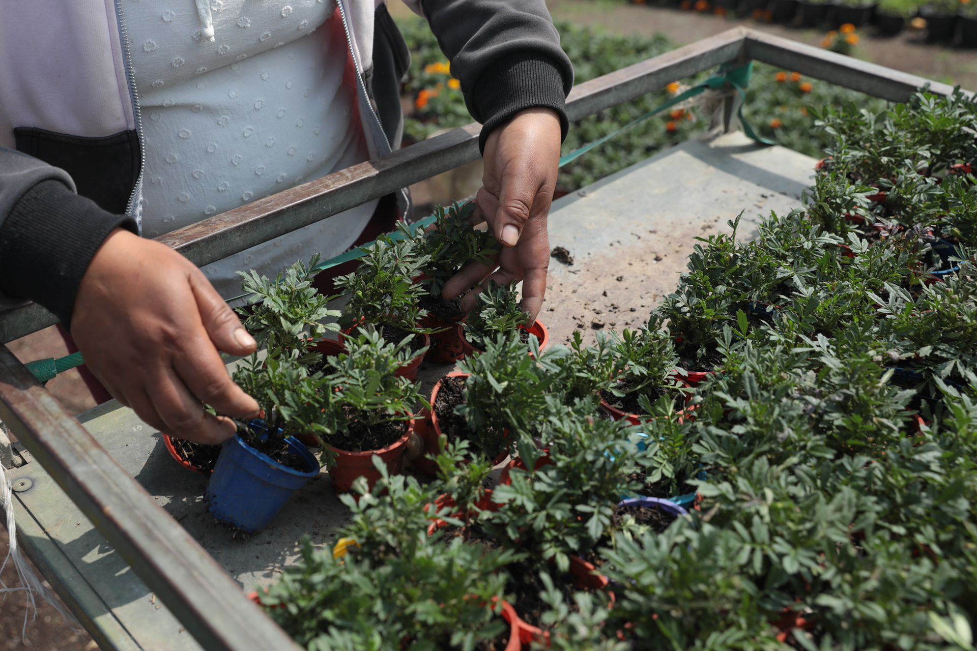 Young marigold plants being cultivated in preparation for Día de los Muertos. Xochimilco, Mexico City. 2025