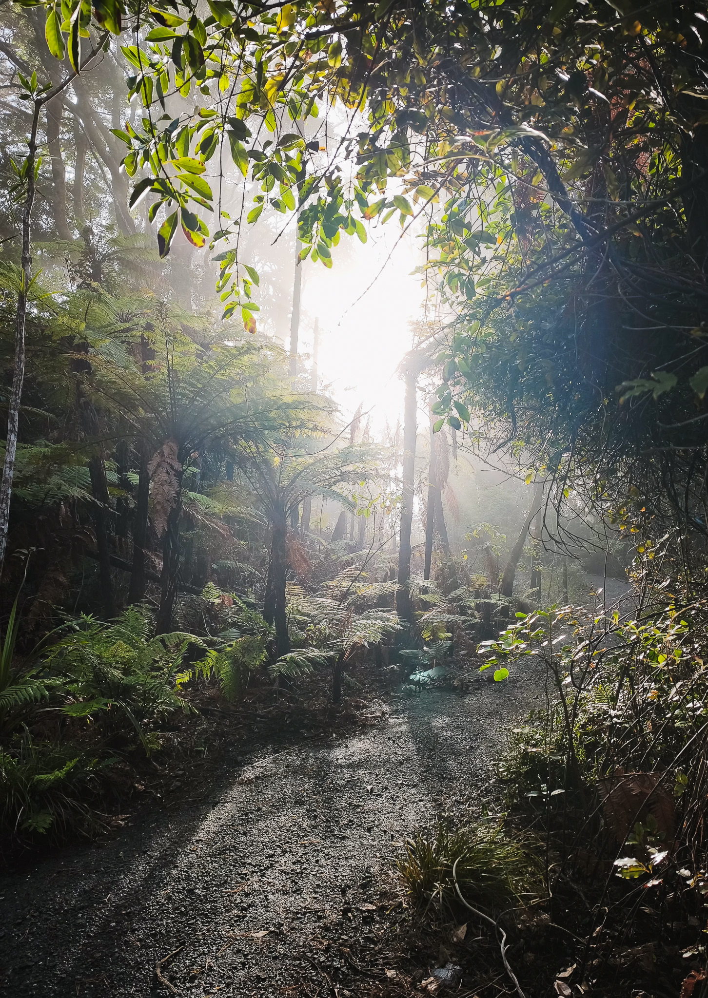 © Darren Creighton Photography  |  Rakiura  |  Ulva Island