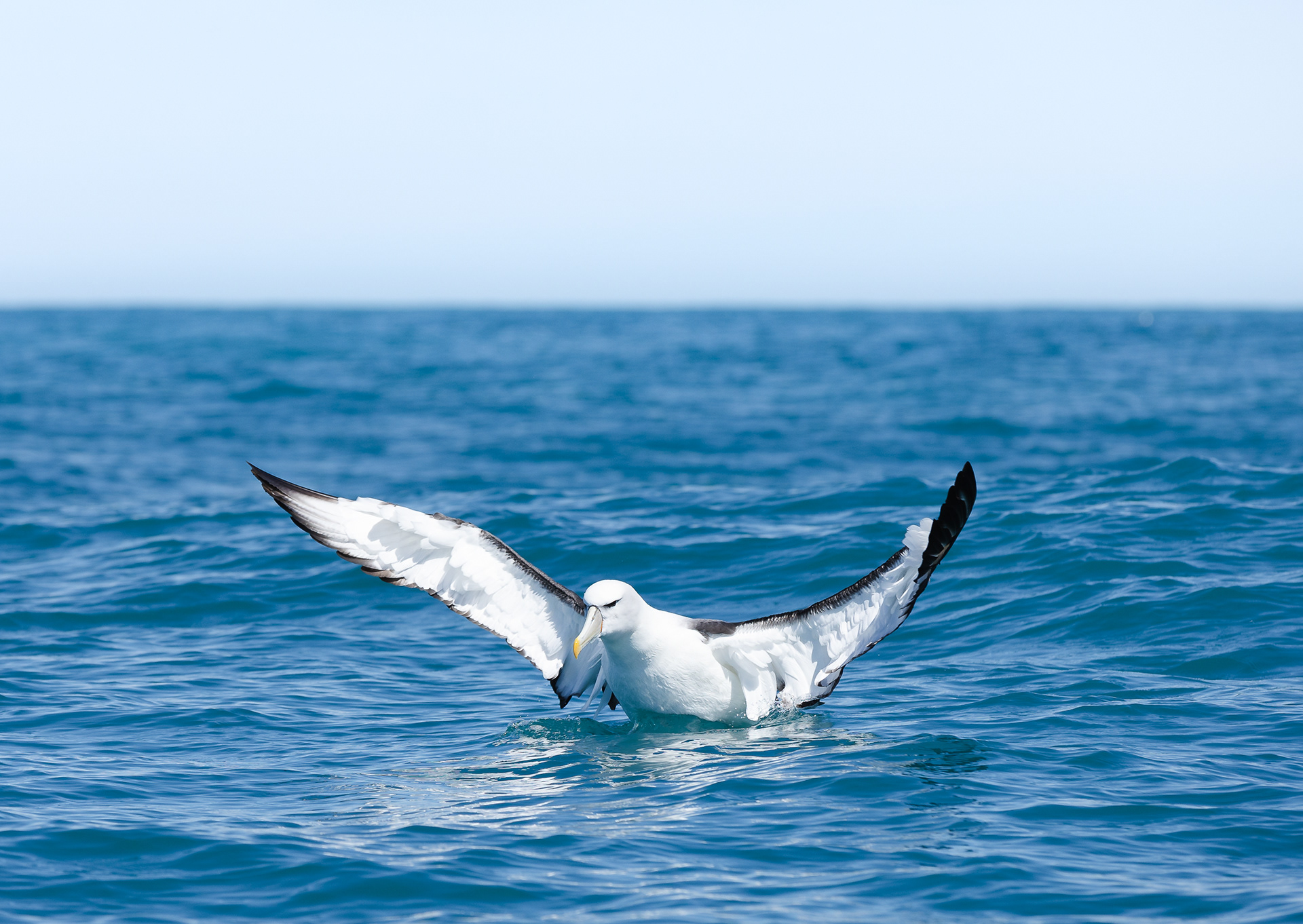 © Darren Creighton Photography | Kaikoura