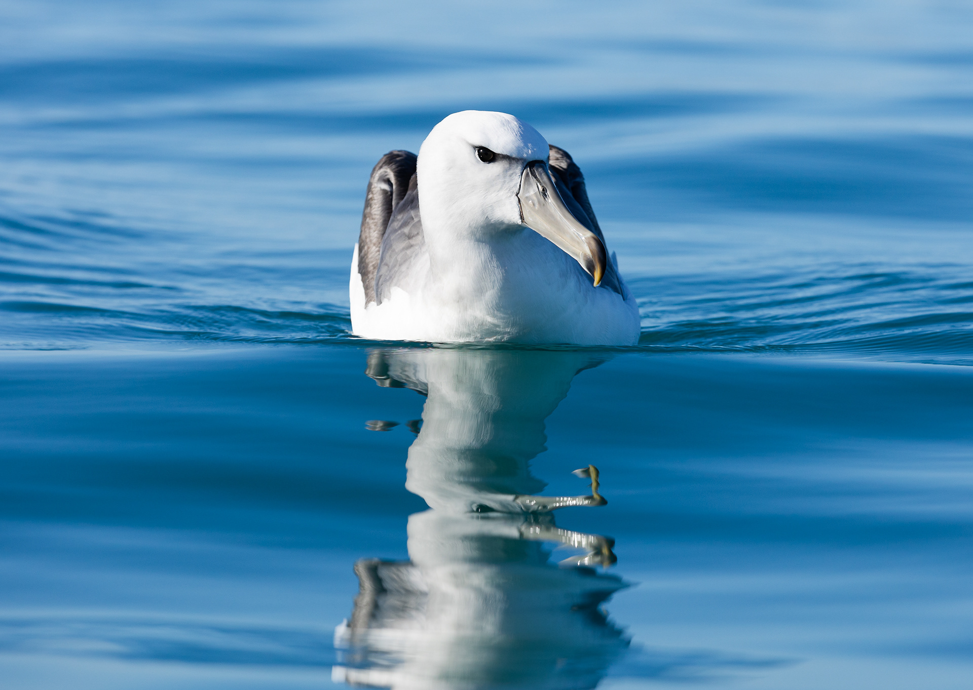 © Darren Creighton Photography | Kaikoura | Albatross