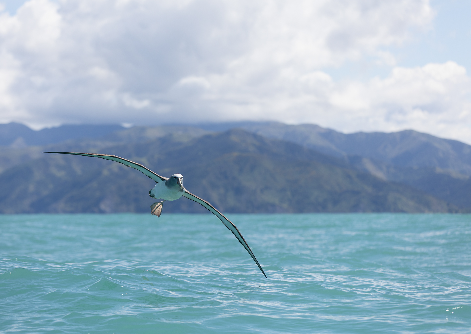 © Darren Creighton Photography | Kaikoura