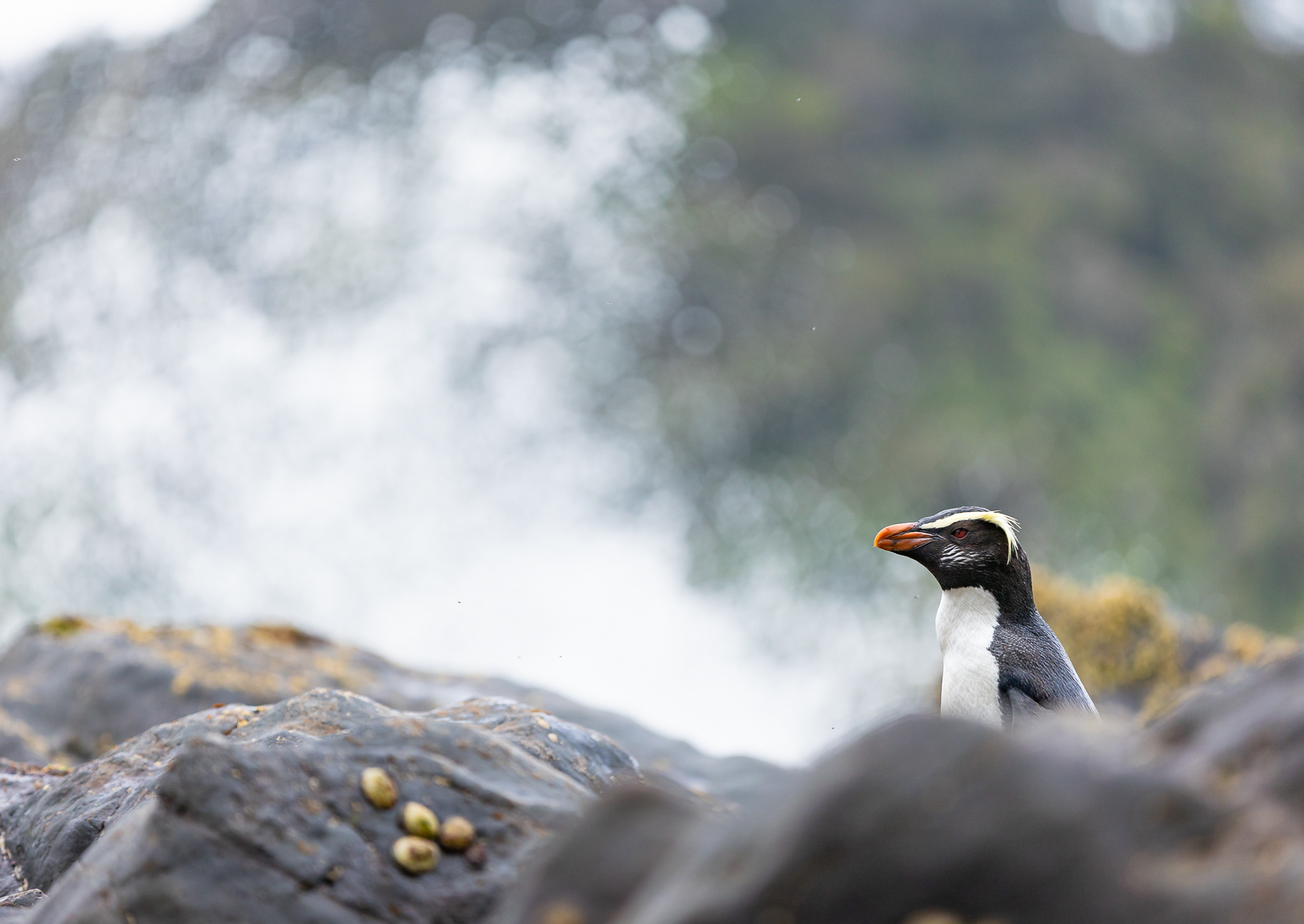 © Darren Creighton Photography | Tawaki | Fiordland Crested Penguin