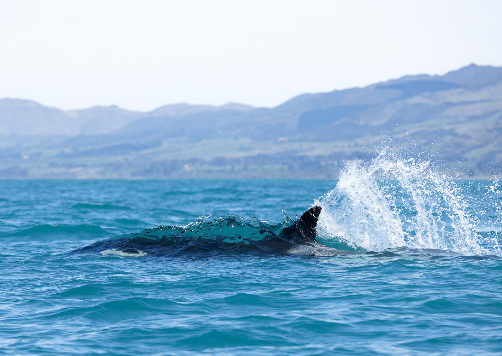 © Darren Creighton Photography | Kaikoura | Orca
