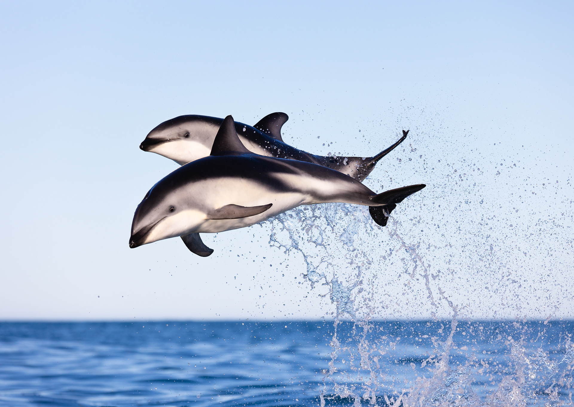 © Darren Creighton Photography | Kaikoura | Dusky Dolphin